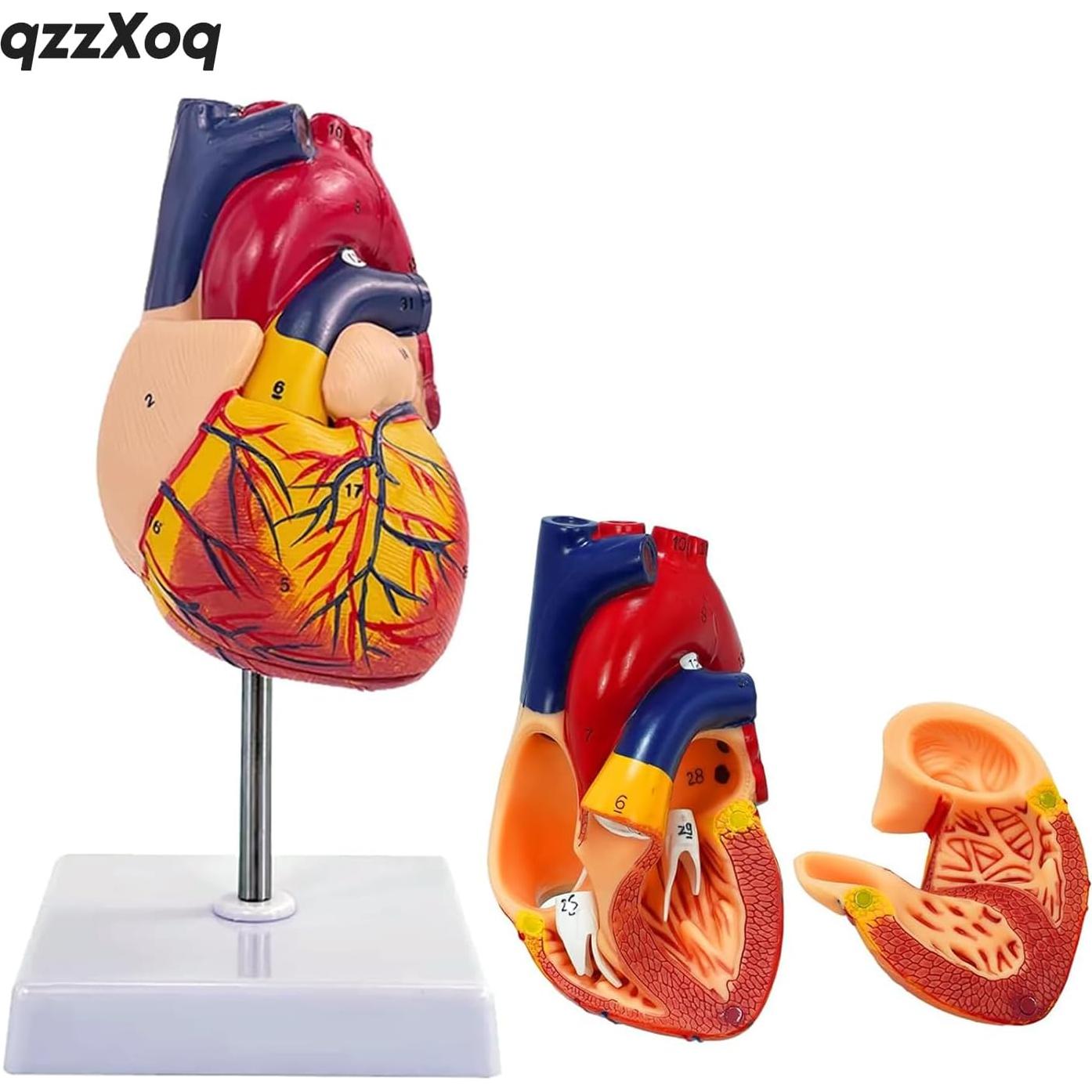Modelo de Corazón Humano Genérico 1:1 en 2 Partes para Educación