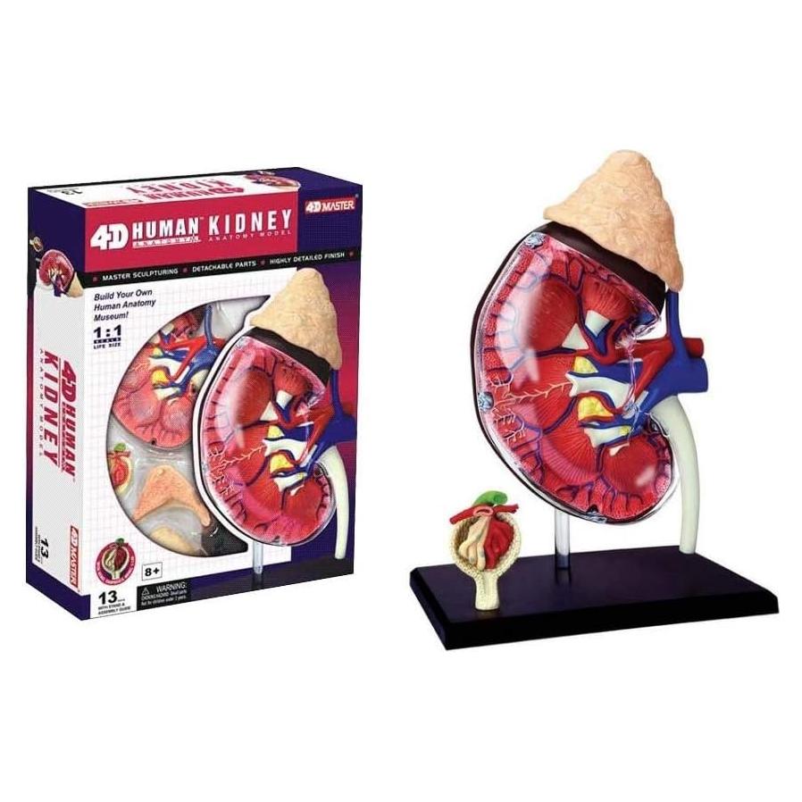 Modelo de Riñón Humano 4D Tedco 15.24 cm 14 Piezas