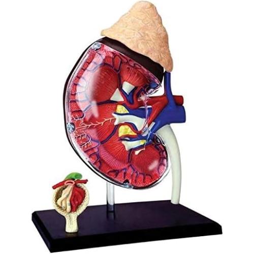 Modelo de Riñón Humano 4D Tedco 15.24 cm 14 Piezas