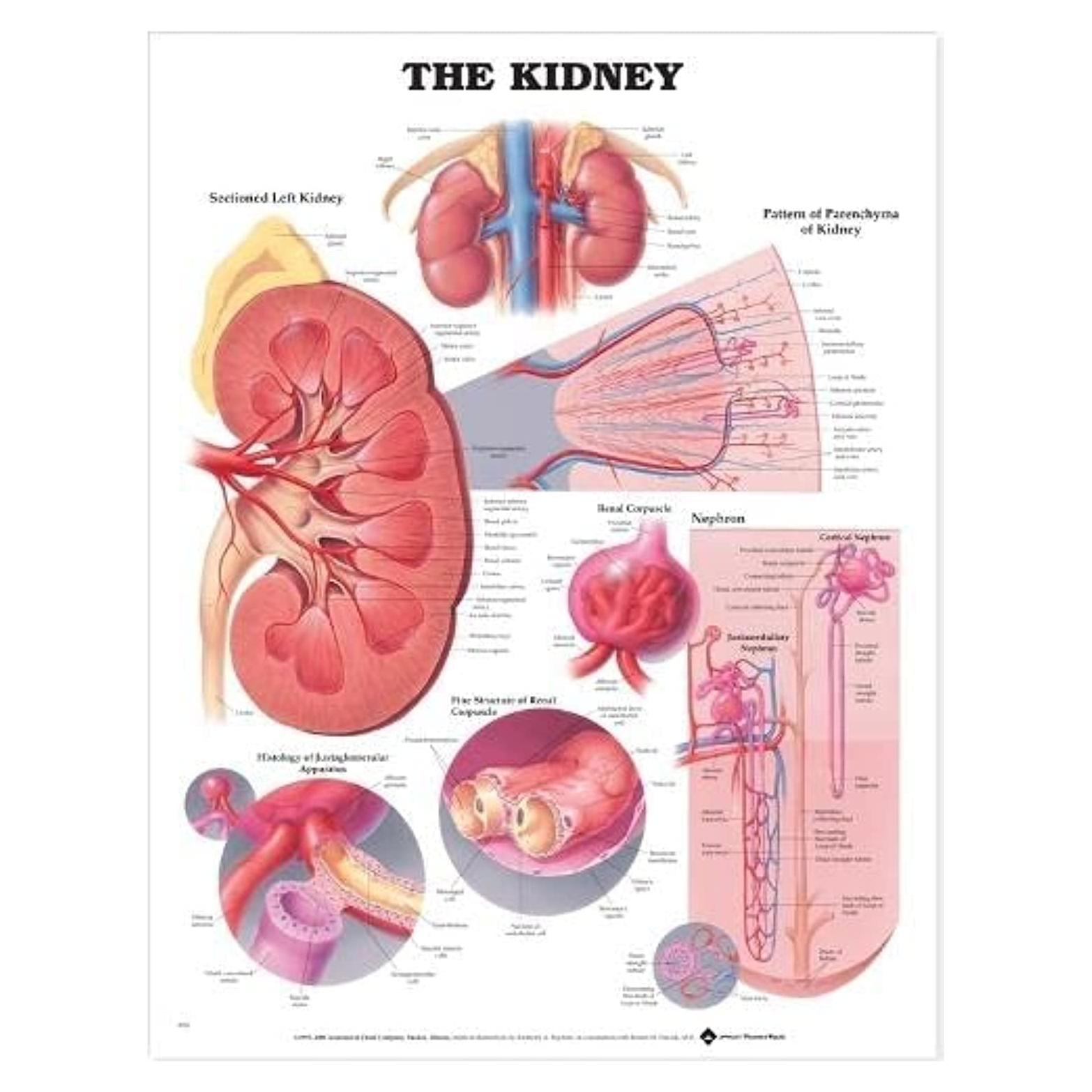 The Kidney Anatomical Chart