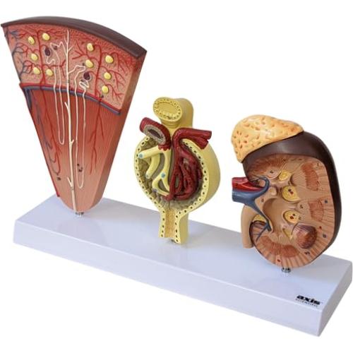 Modelo Anatómico de Riñón Axis Científico con Nefronas