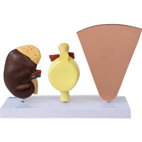 Modelo Anatómico de Riñón Axis Científico con Nefronas