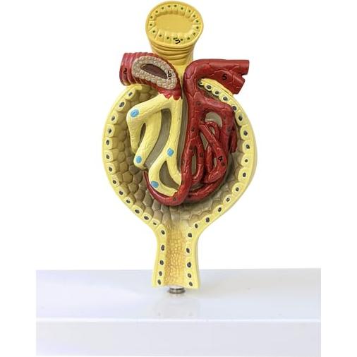 Modelo Anatómico de Riñón Axis Científico con Nefronas