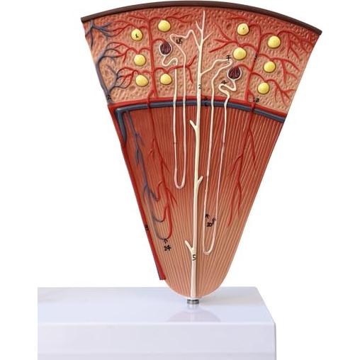 Modelo Anatómico de Riñón Axis Científico con Nefronas