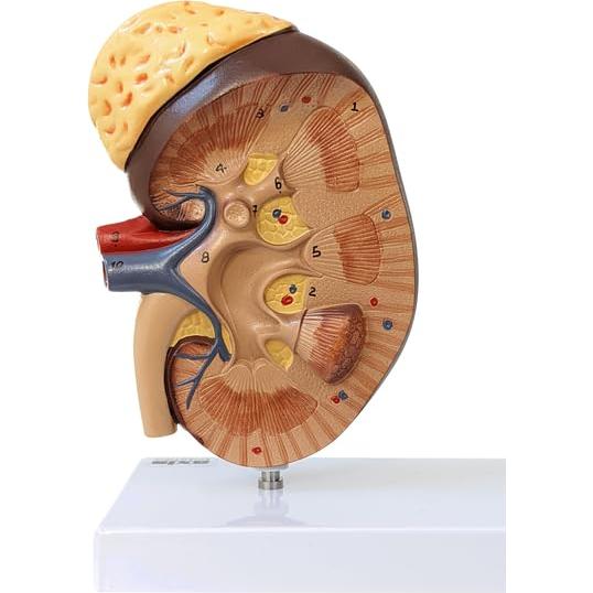 Modelo Anatómico de Riñón Axis Científico con Nefronas