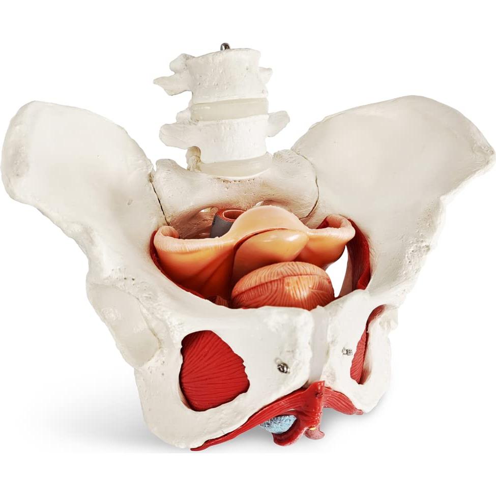 Modelo de Pelvis Femenina Benilev 1:1 con Músculos del Suelo Pélvico