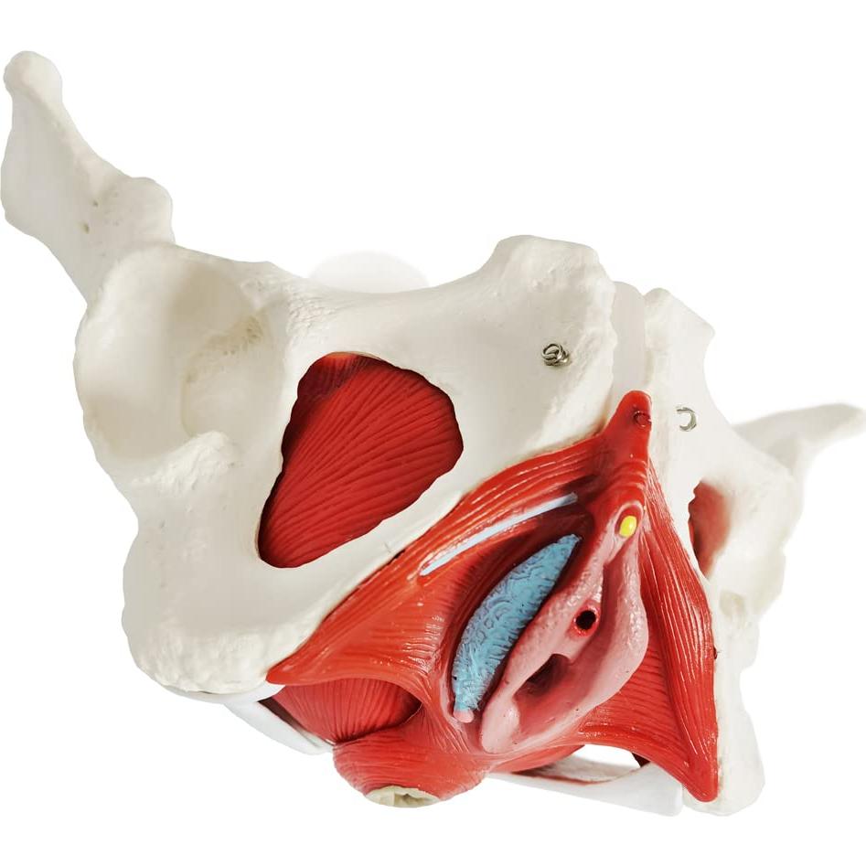 Modelo de Pelvis Femenina Benilev 1:1 con Músculos del Suelo Pélvico