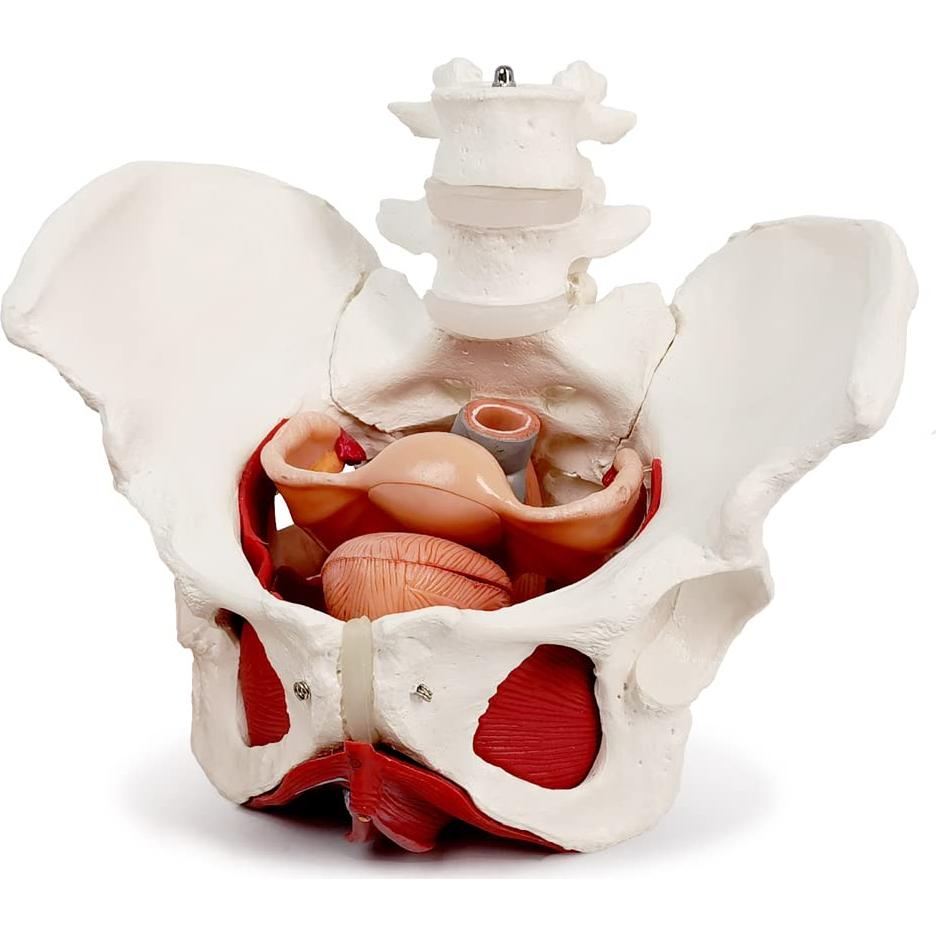 Modelo de Pelvis Femenina Benilev 1:1 con Músculos del Suelo Pélvico
