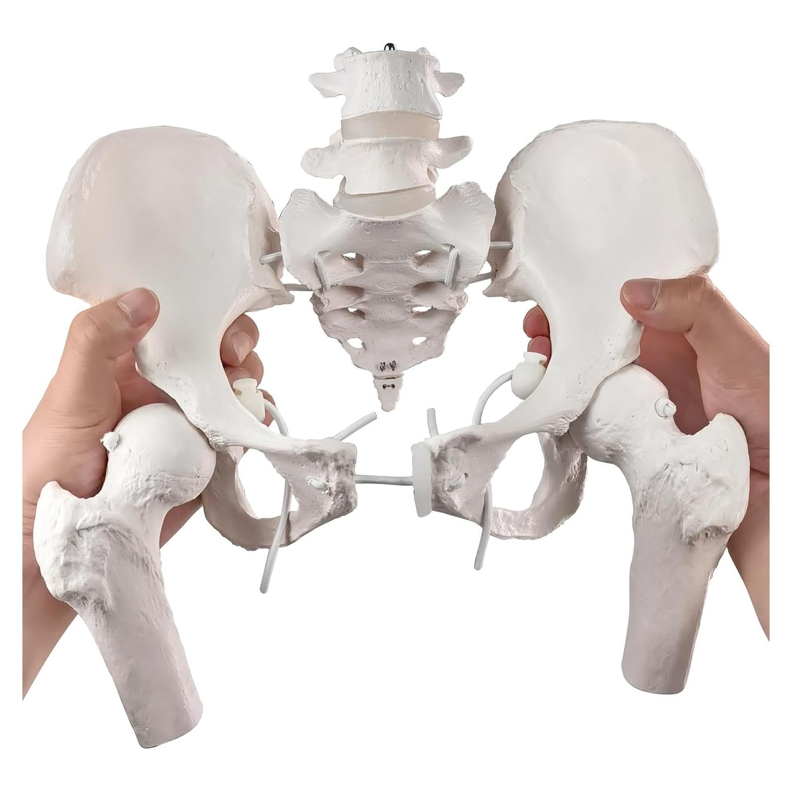 Modelo de Pelvis Femenina Móvil Merinden a Tamaño Real