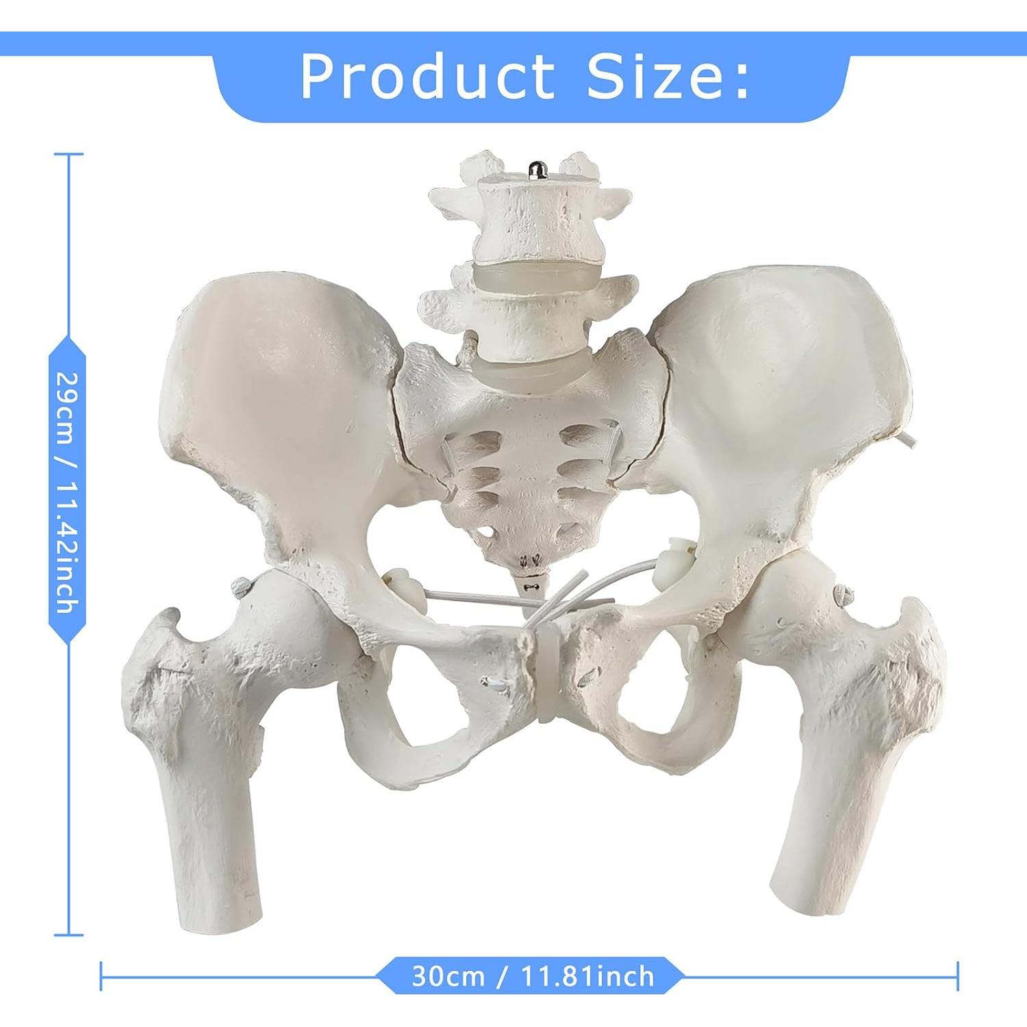 Modelo de Pelvis Femenina Móvil Merinden a Tamaño Real