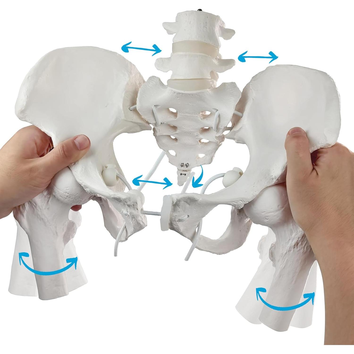Modelo de Pelvis Femenina Móvil Merinden a Tamaño Real