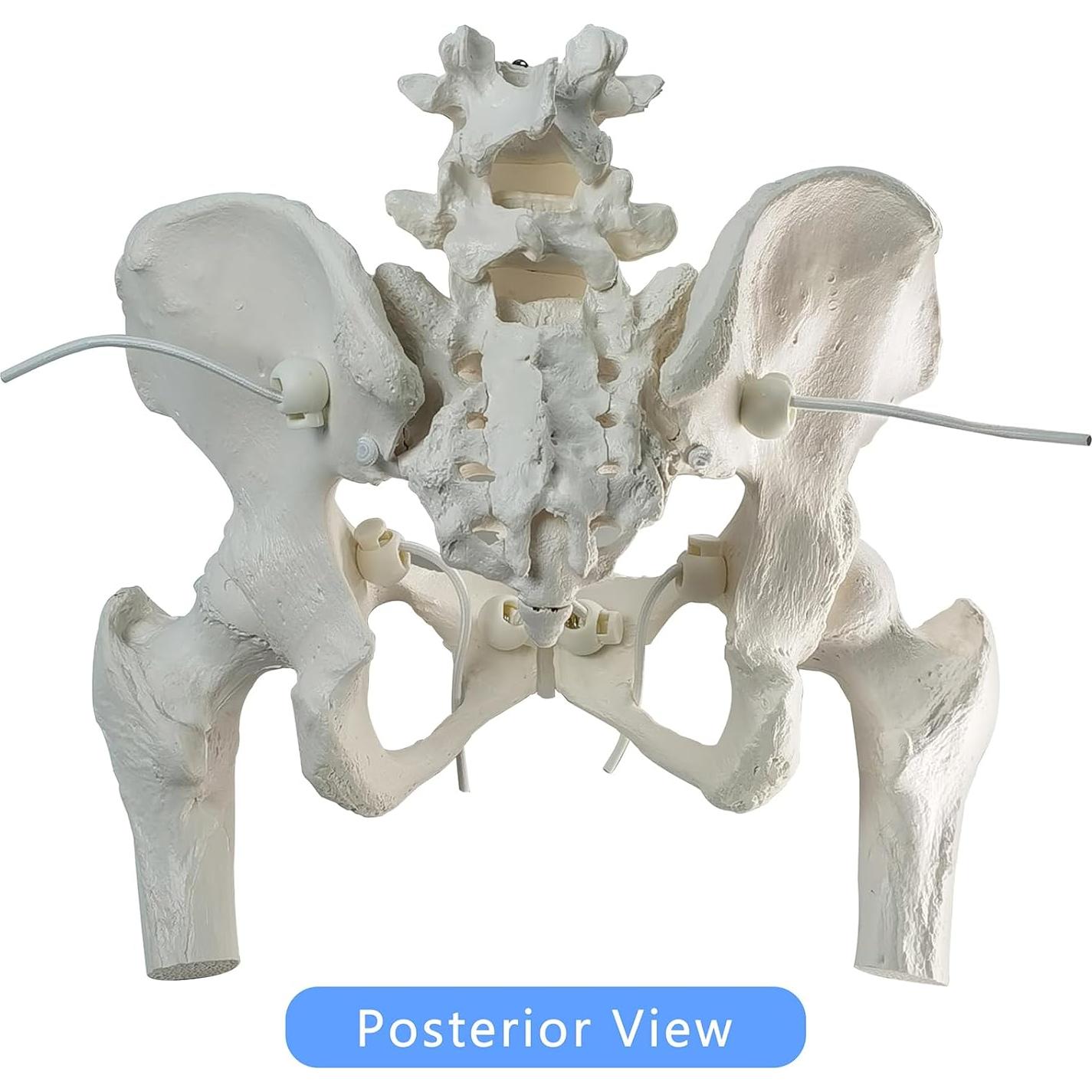 Modelo de Pelvis Femenina Móvil Merinden a Tamaño Real