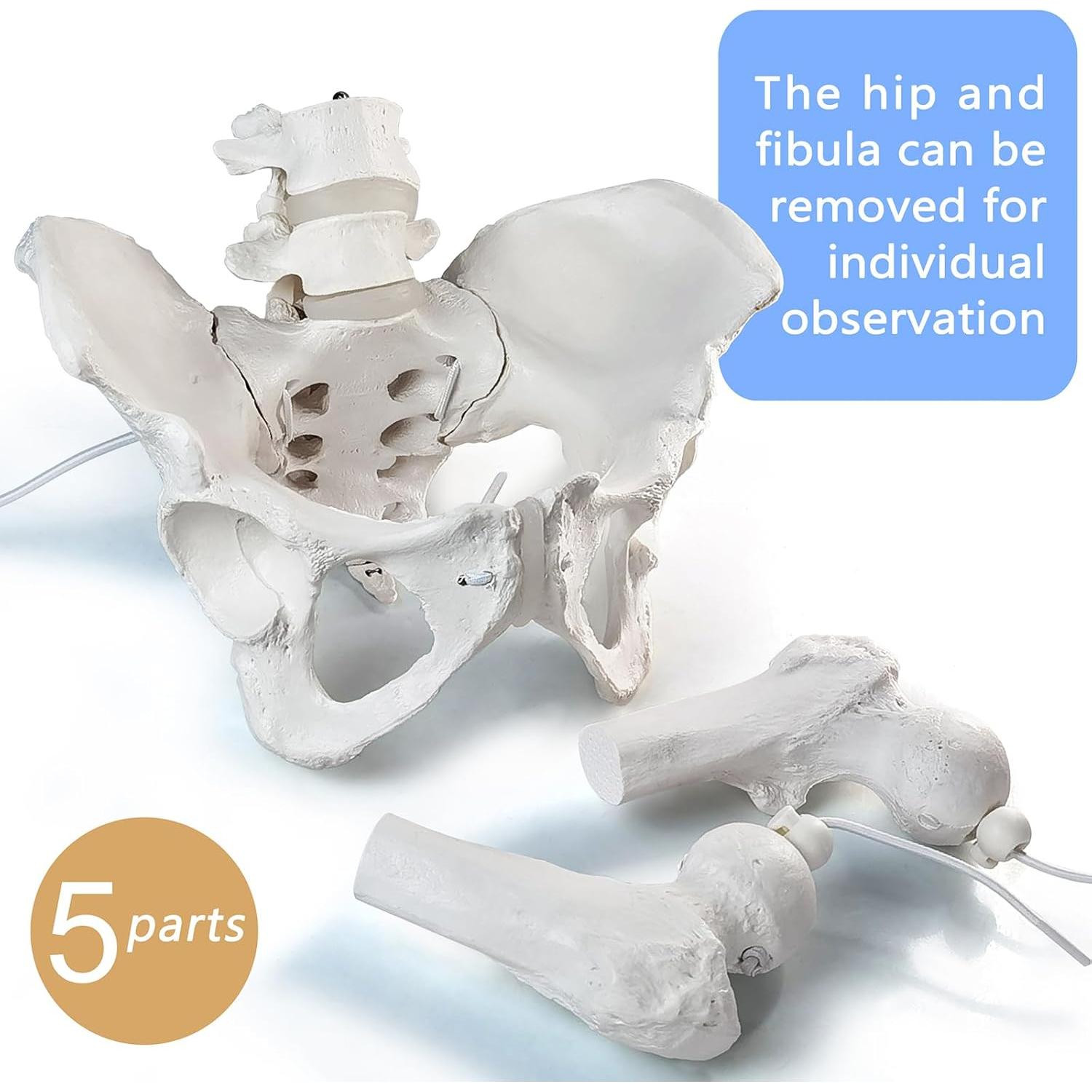 Modelo de Pelvis Femenina Móvil Merinden a Tamaño Real