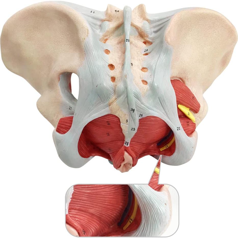 Modelo de Pelvis Femenina Benilev 1:1 con Músculos del Suelo Pélvico