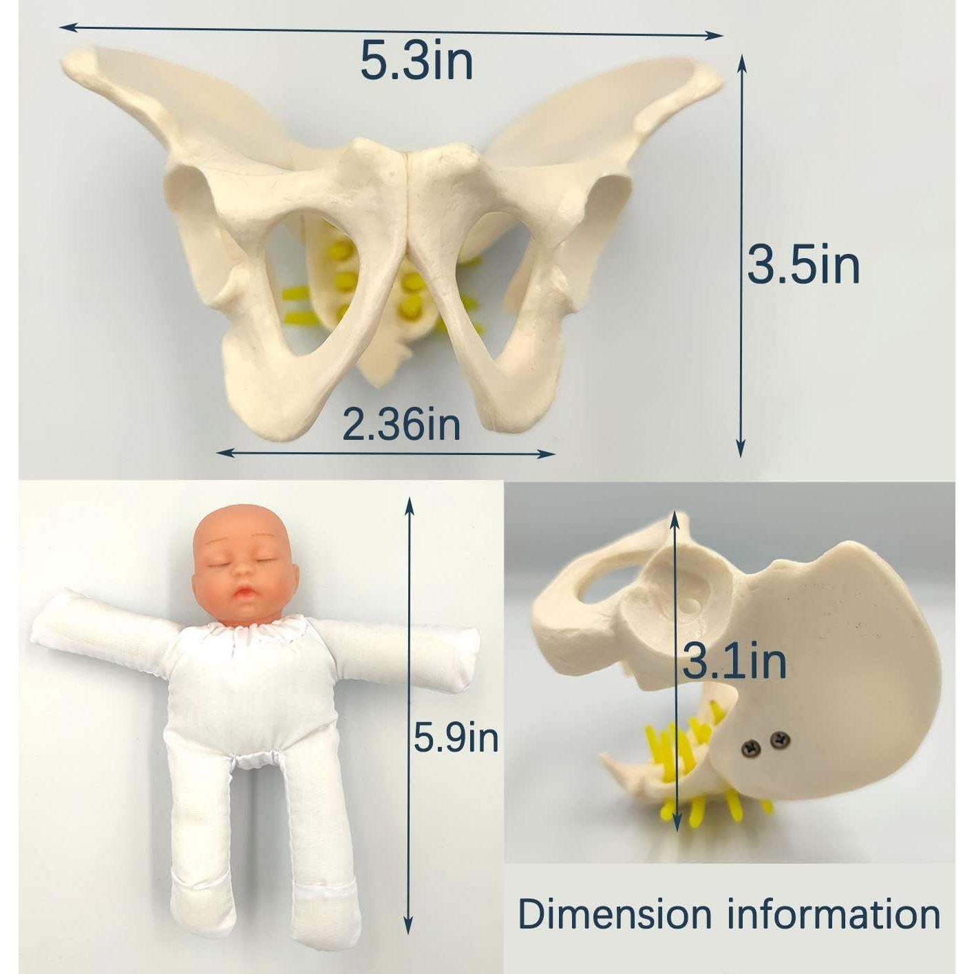 Modelo de Pelvis Femenina DredQcco para Parto - Mini 13.5cm