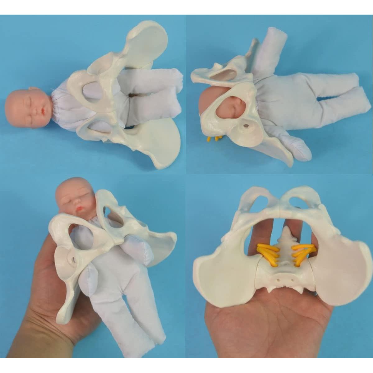 Modelo de Pelvis Femenina DredQcco para Parto - Mini 13.5cm