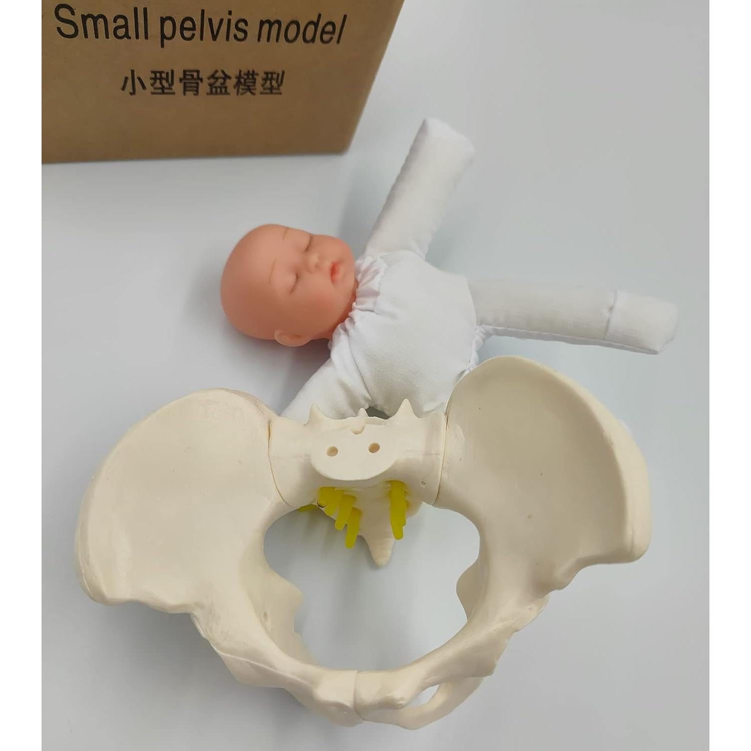 Modelo de Pelvis Femenina DredQcco para Parto - Mini 13.5cm