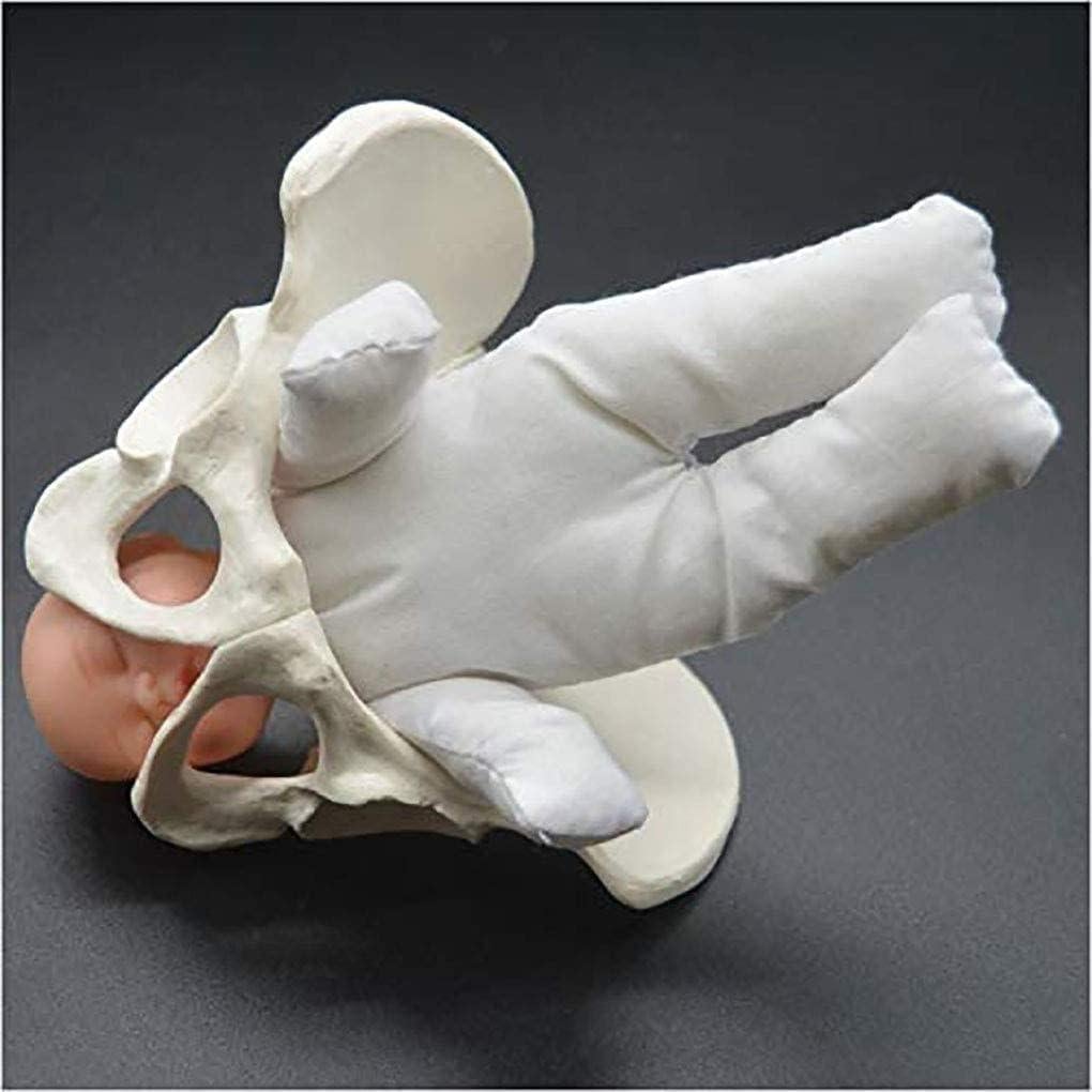 Modelo de Pelvis Femenina DredQcco para Parto - Mini 13.5cm