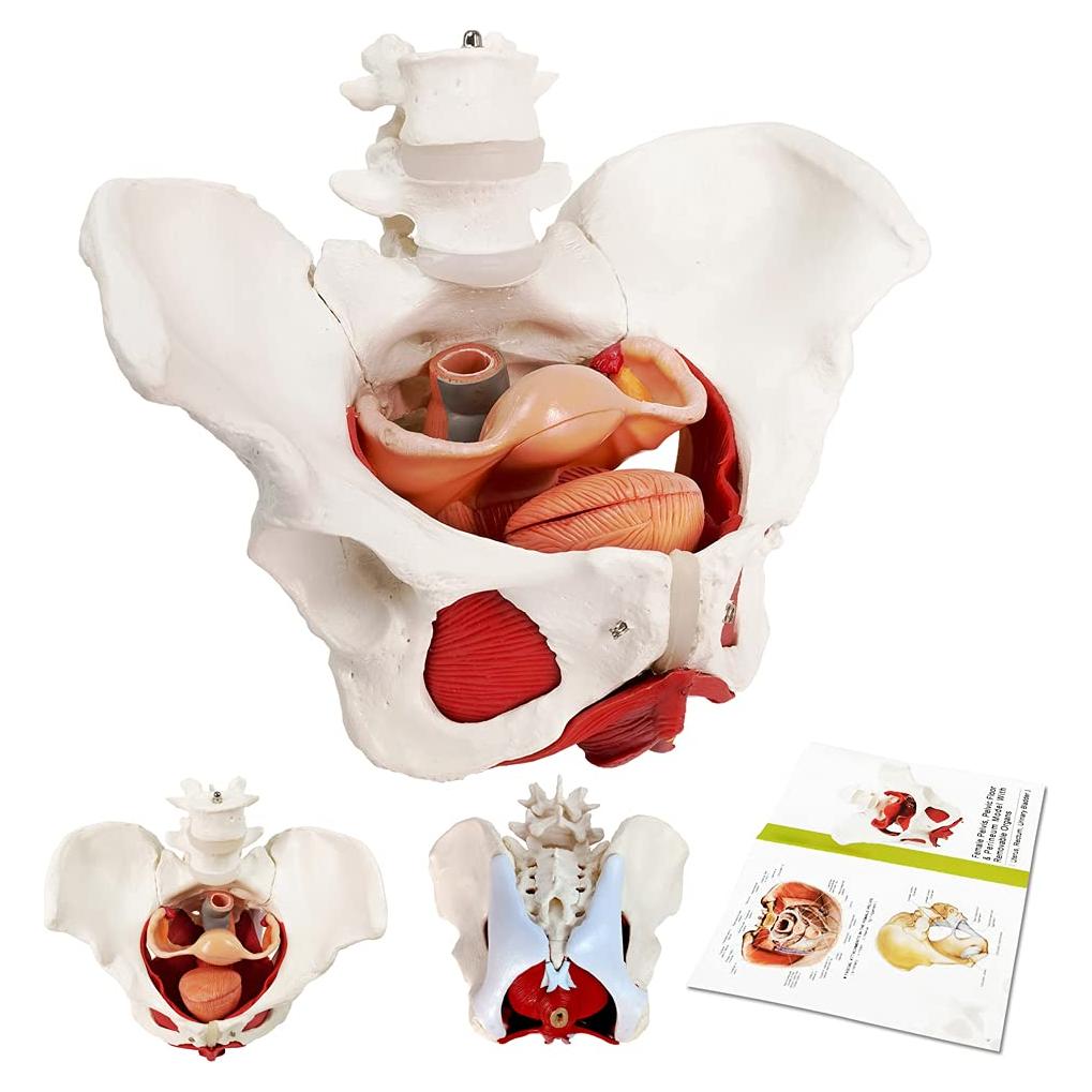 Modelo Anatómico de Pelvis Femenina EVOTECH 6-Partes
