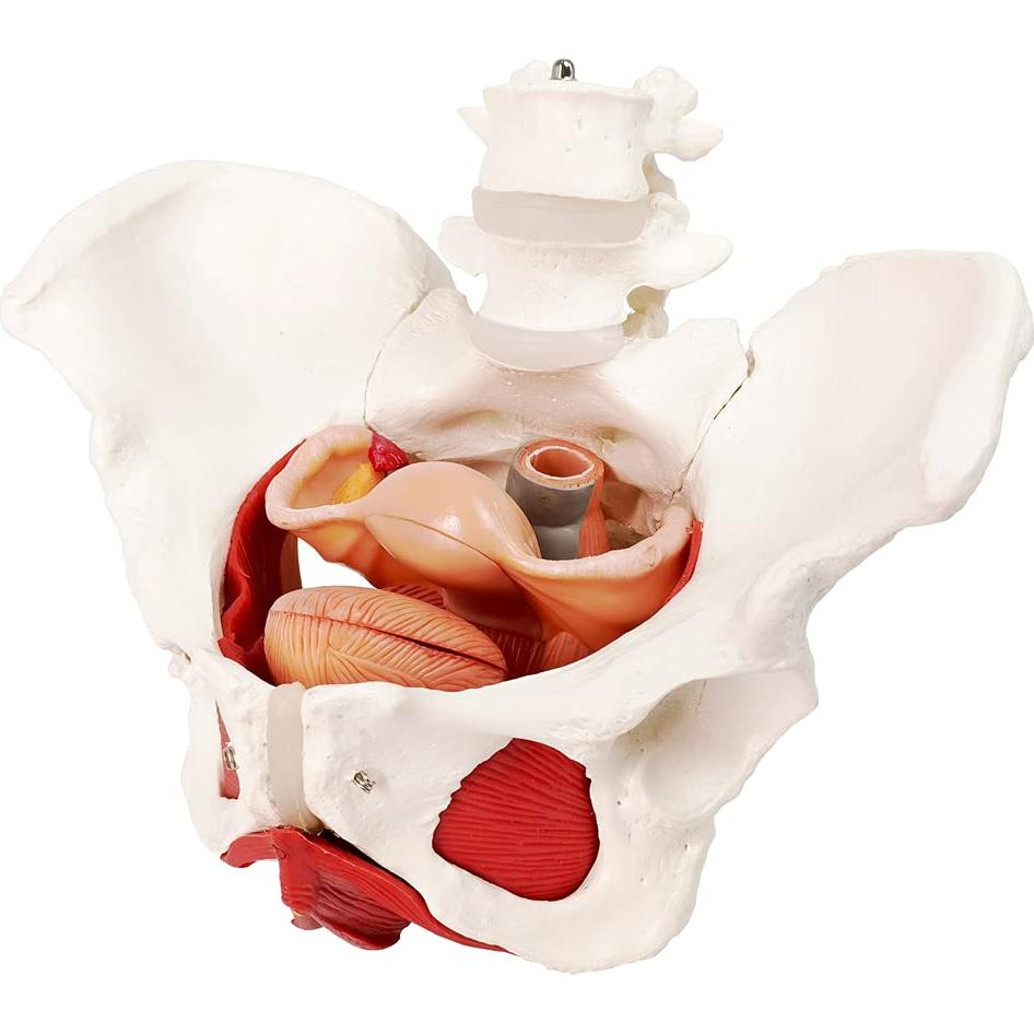 Modelo Anatómico de Pelvis Femenina EVOTECH 6-Partes
