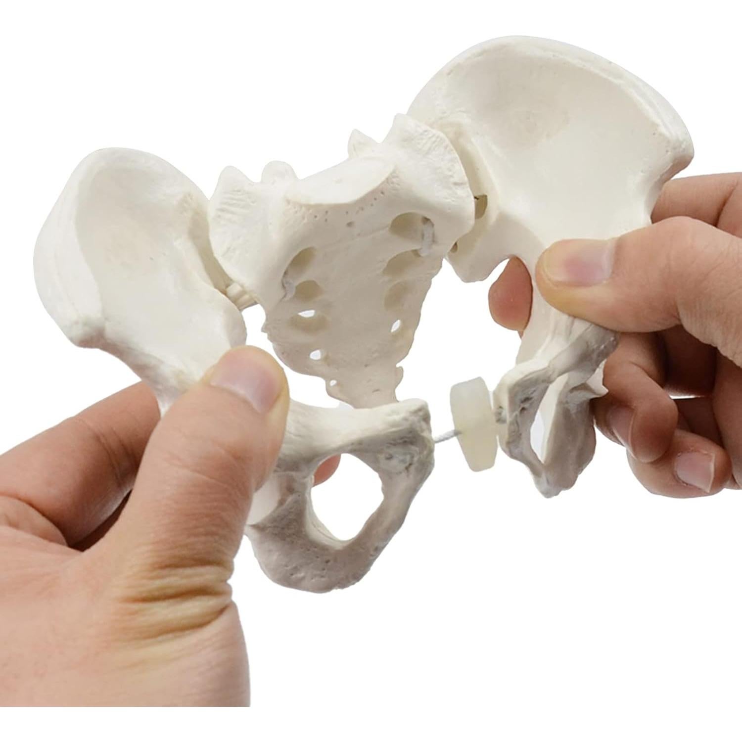 Modelo de Pelvis Femenina Mini XUYUH 15x13x7cm PVC Flexible