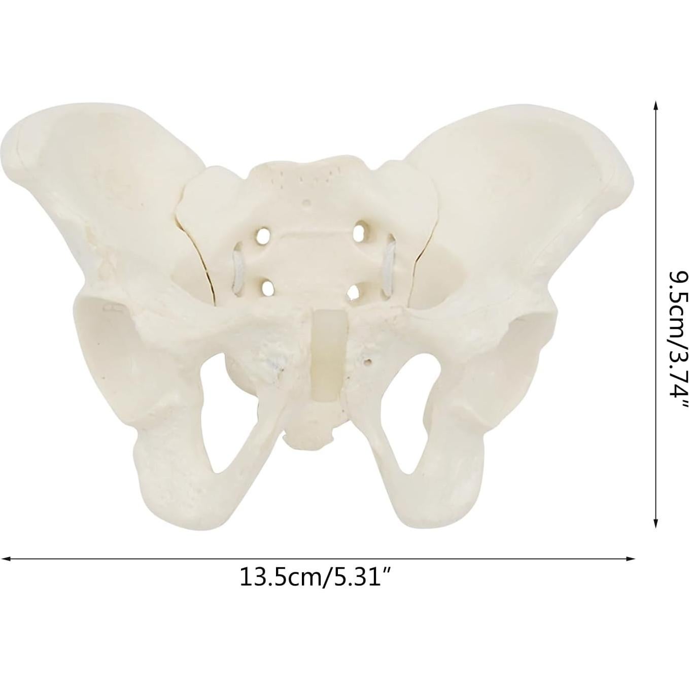 Modelo de Pelvis Femenina Mini XUYUH 15x13x7cm PVC Flexible