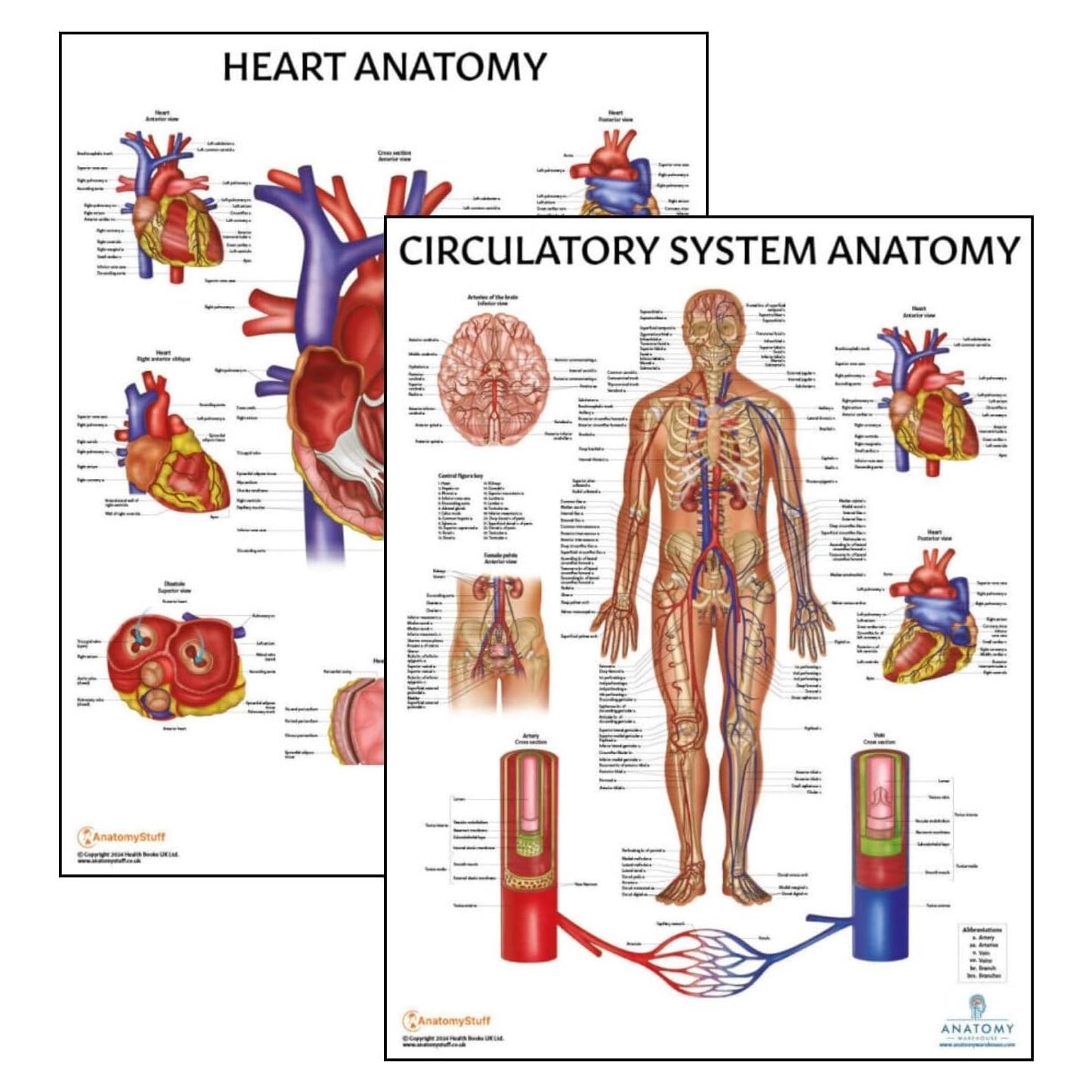 Conjunto de Pósters de Anatomía Circulatoria y Corazón 2 Pack