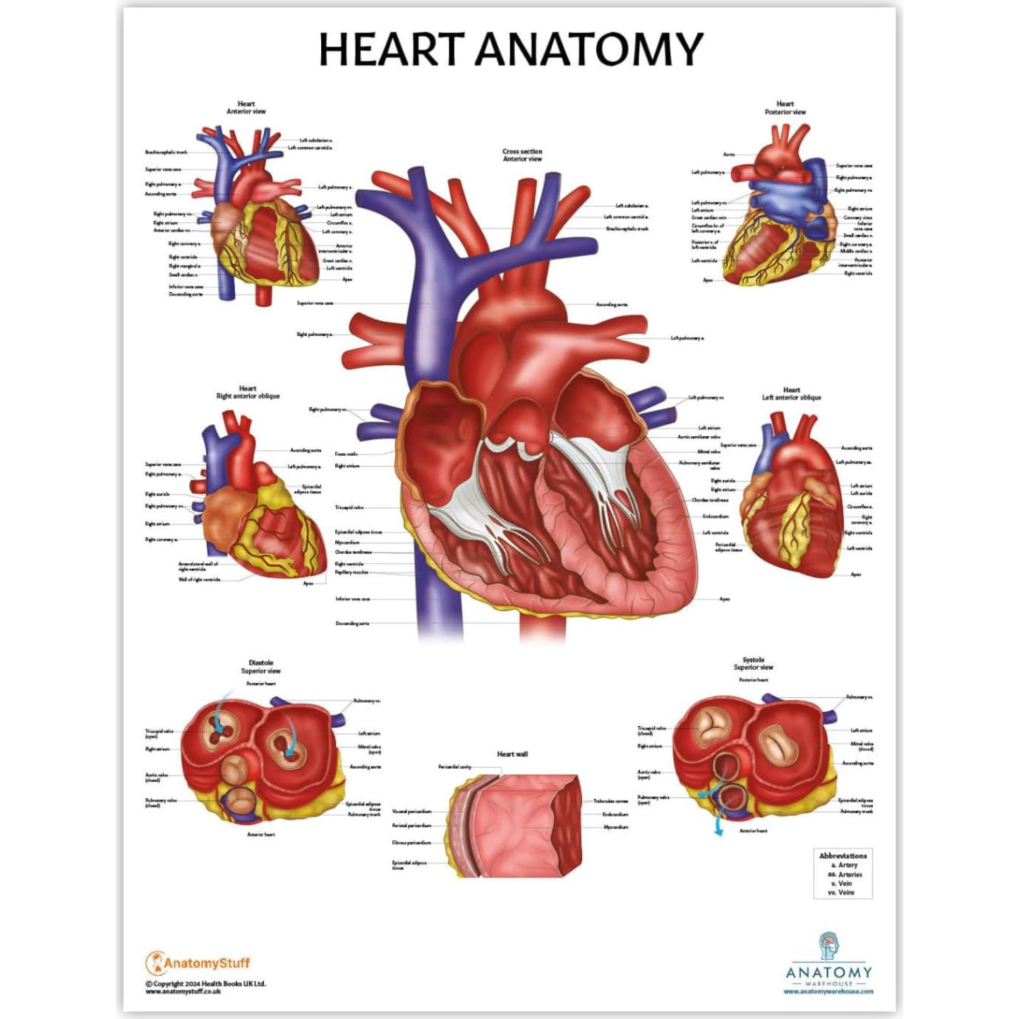 Conjunto de Pósters de Anatomía Circulatoria y Corazón 2 Pack