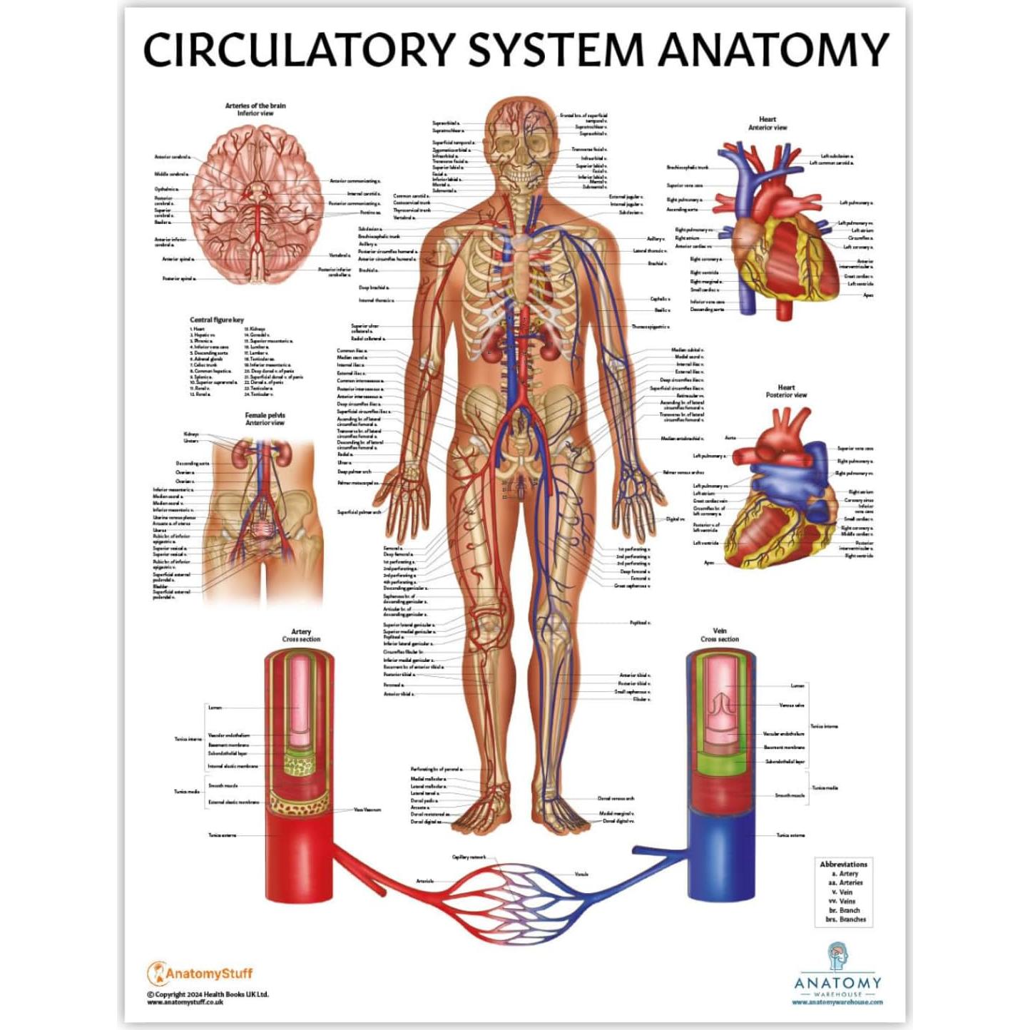 Conjunto de Pósters de Anatomía Circulatoria y Corazón 2 Pack