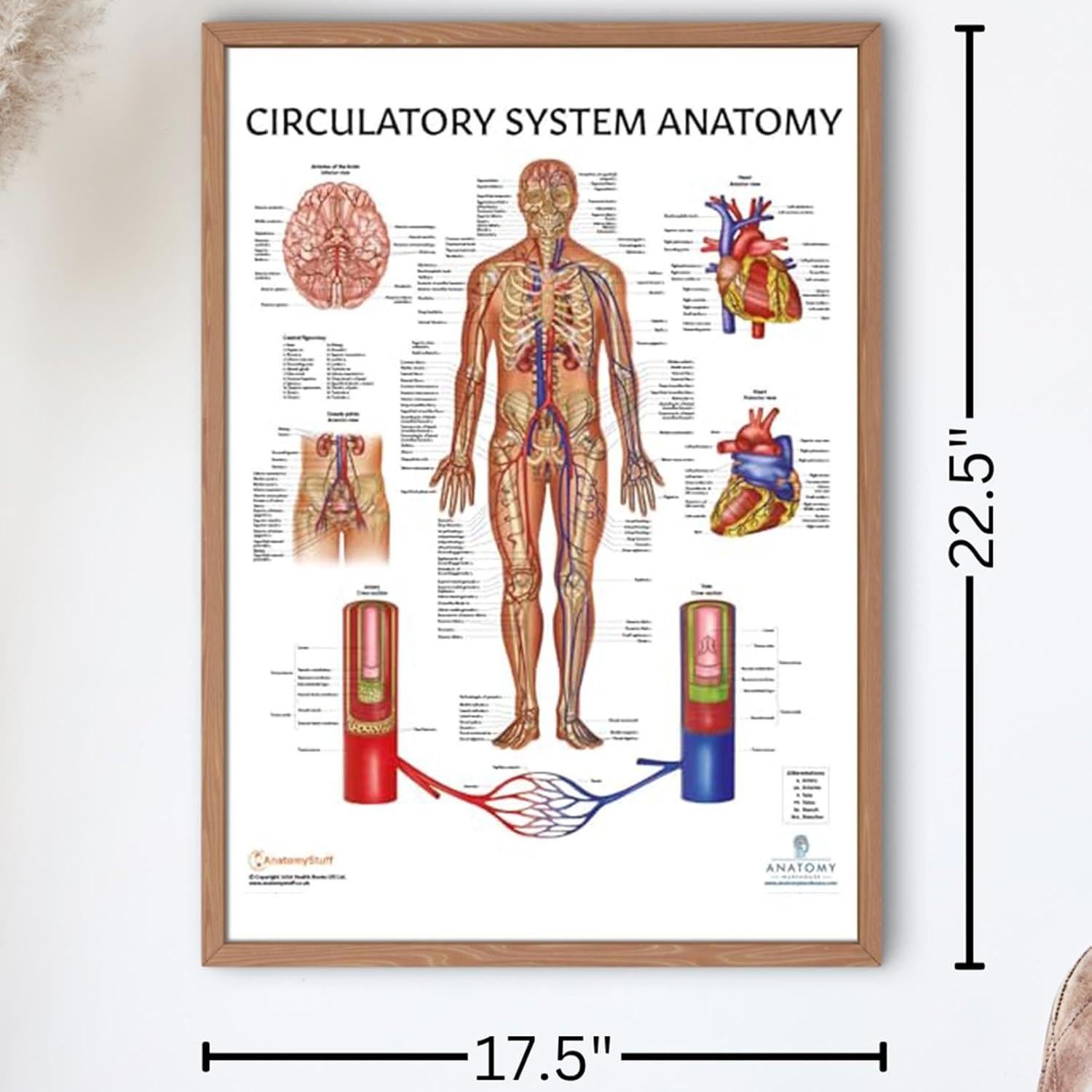 Conjunto de Pósters de Anatomía Circulatoria y Corazón 2 Pack