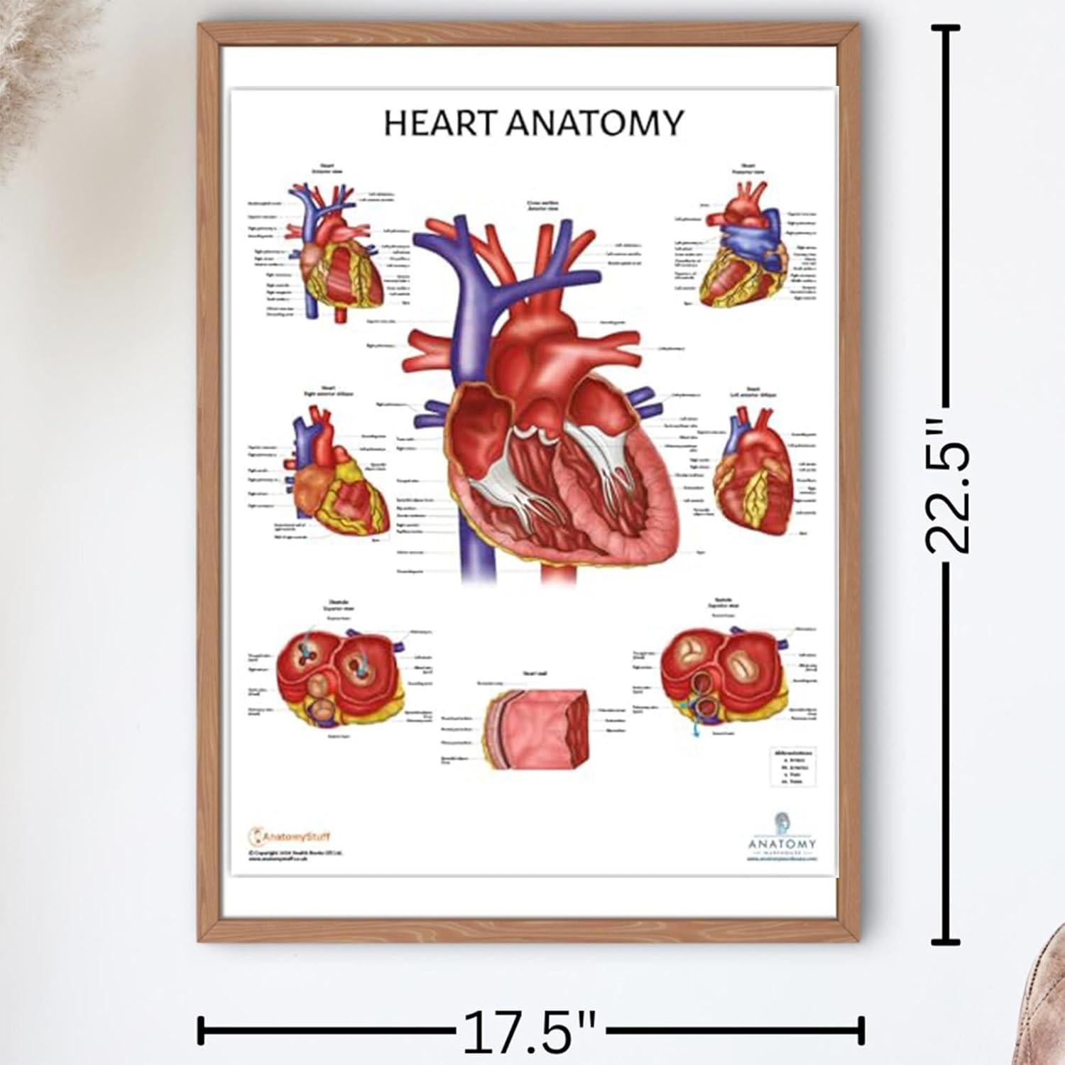 Conjunto de Pósters de Anatomía Circulatoria y Corazón 2 Pack
