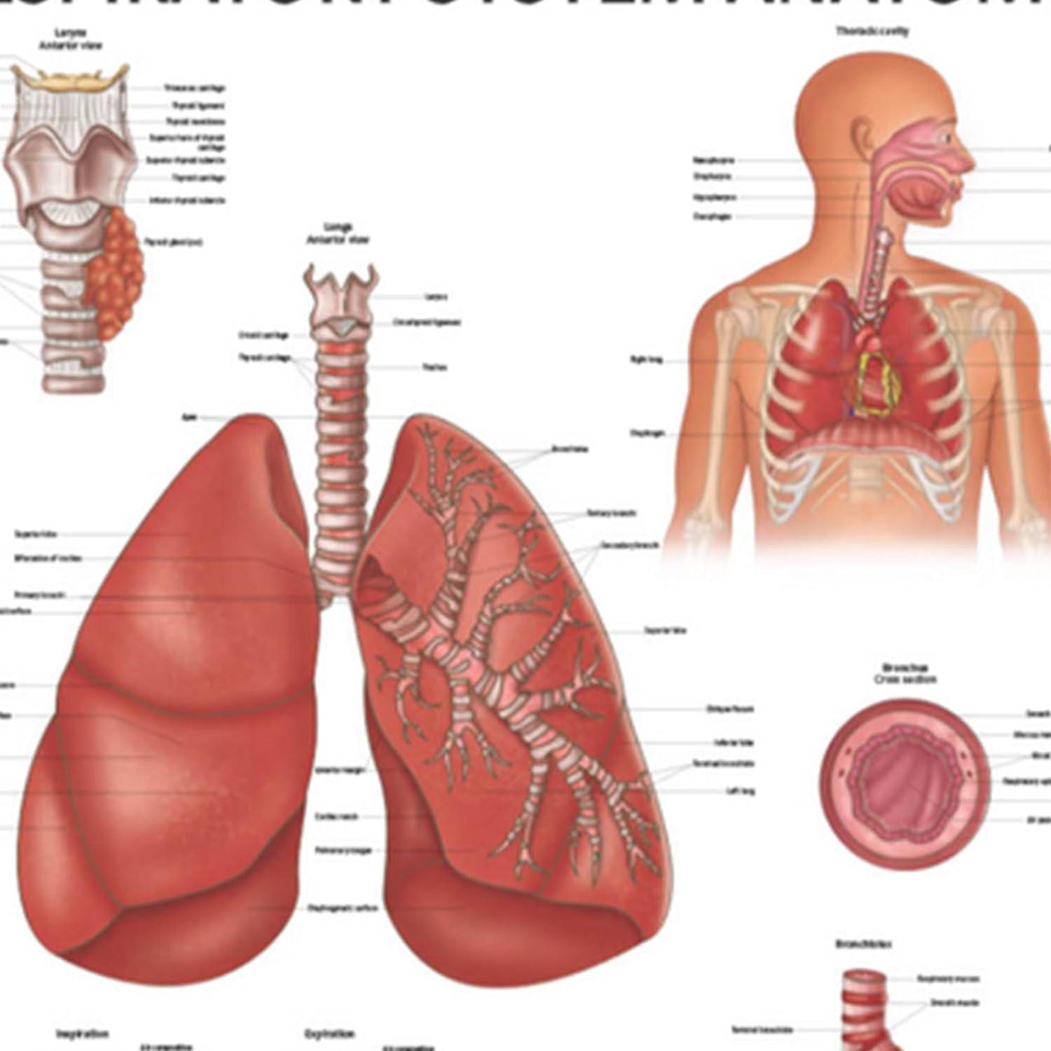 Póster Anatomía Sistema Respiratorio Humano Laminado 43.9x57.2cm