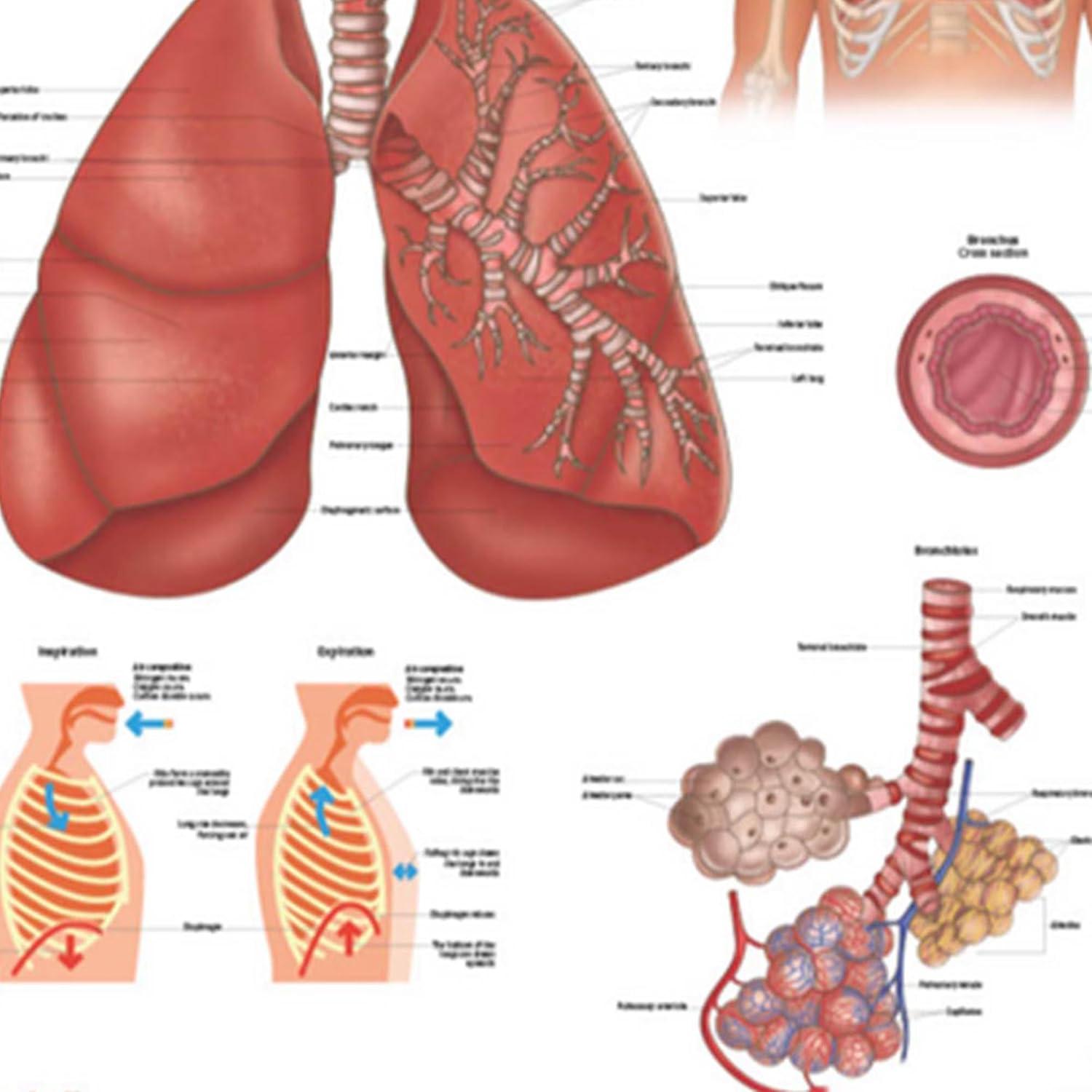 Póster Anatomía Sistema Respiratorio Humano Laminado 43.9x57.2cm