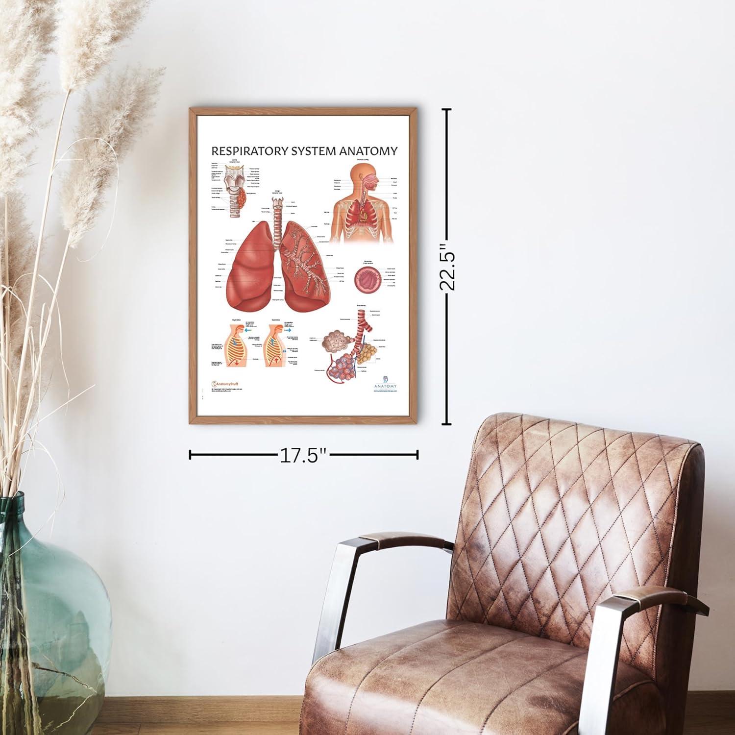 Póster Anatomía Sistema Respiratorio Humano Laminado 43.9x57.2cm