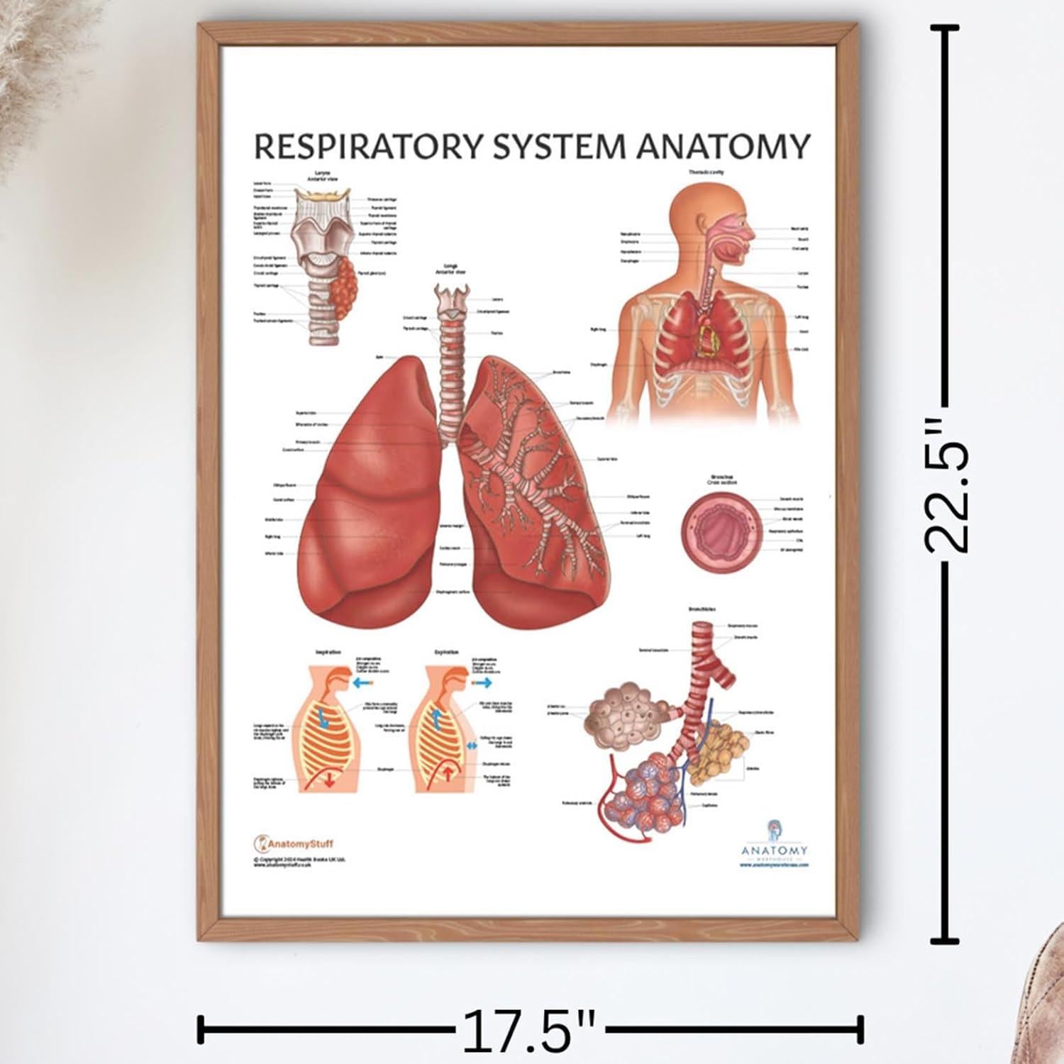 Póster Anatomía Sistema Respiratorio Humano Laminado 43.9x57.2cm