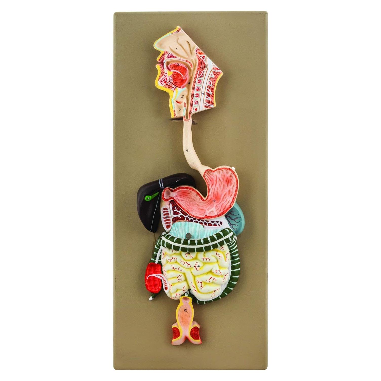 Modelo de Sistema Digestivo Humano EISCO 2 Partes 48x23cm