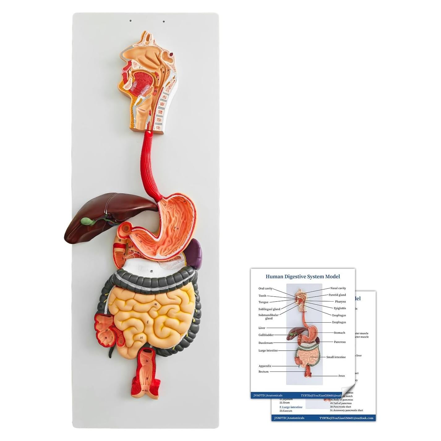 Modelo de Anatomía del Sistema Digestivo JNMFTD 88.9 cm