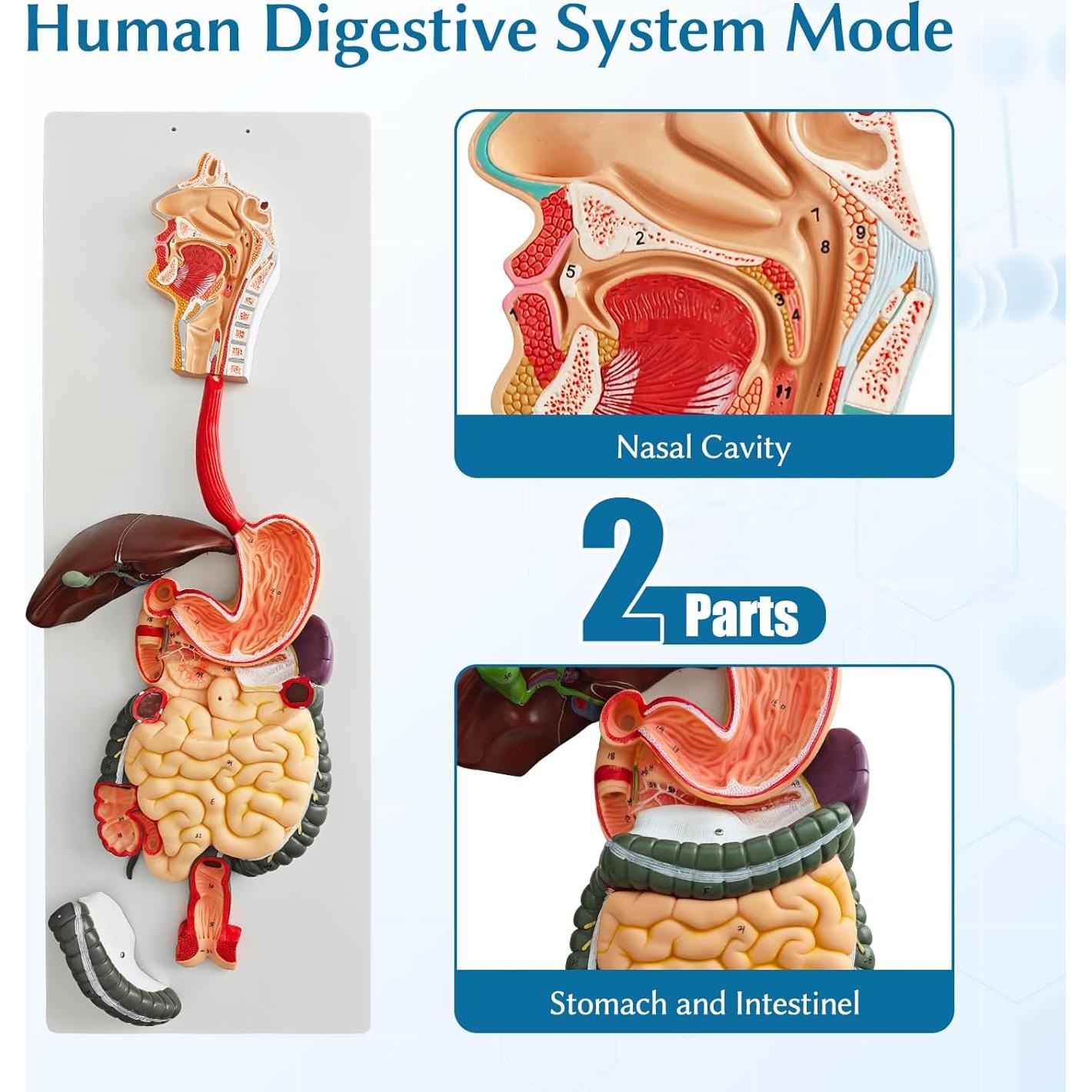 Modelo de Anatomía del Sistema Digestivo JNMFTD 88.9 cm