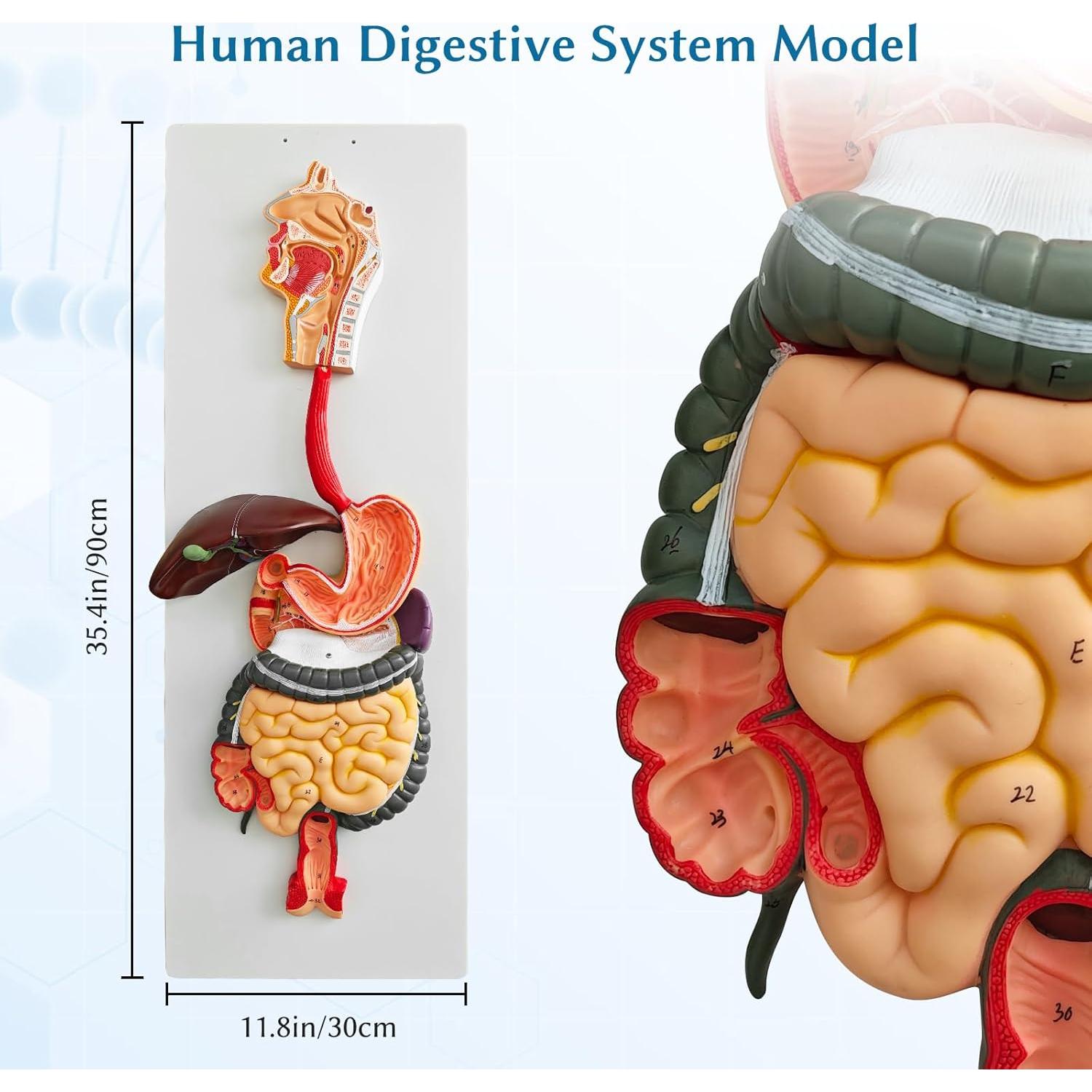 Modelo de Anatomía del Sistema Digestivo JNMFTD 88.9 cm