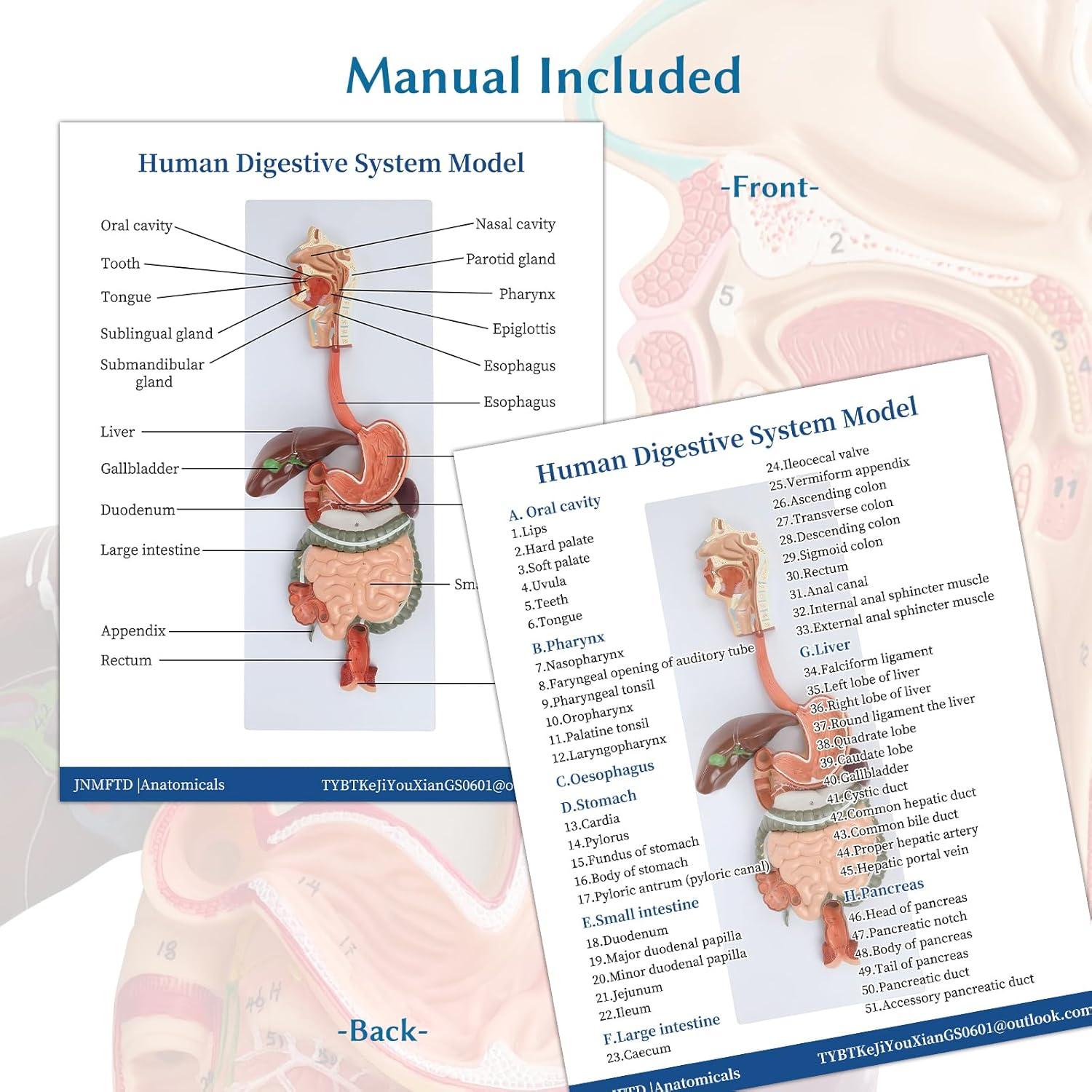 Modelo de Anatomía del Sistema Digestivo JNMFTD 88.9 cm