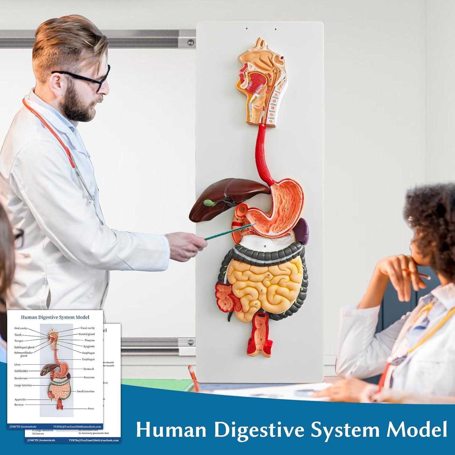 Modelo de Anatomía del Sistema Digestivo JNMFTD 88.9 cm