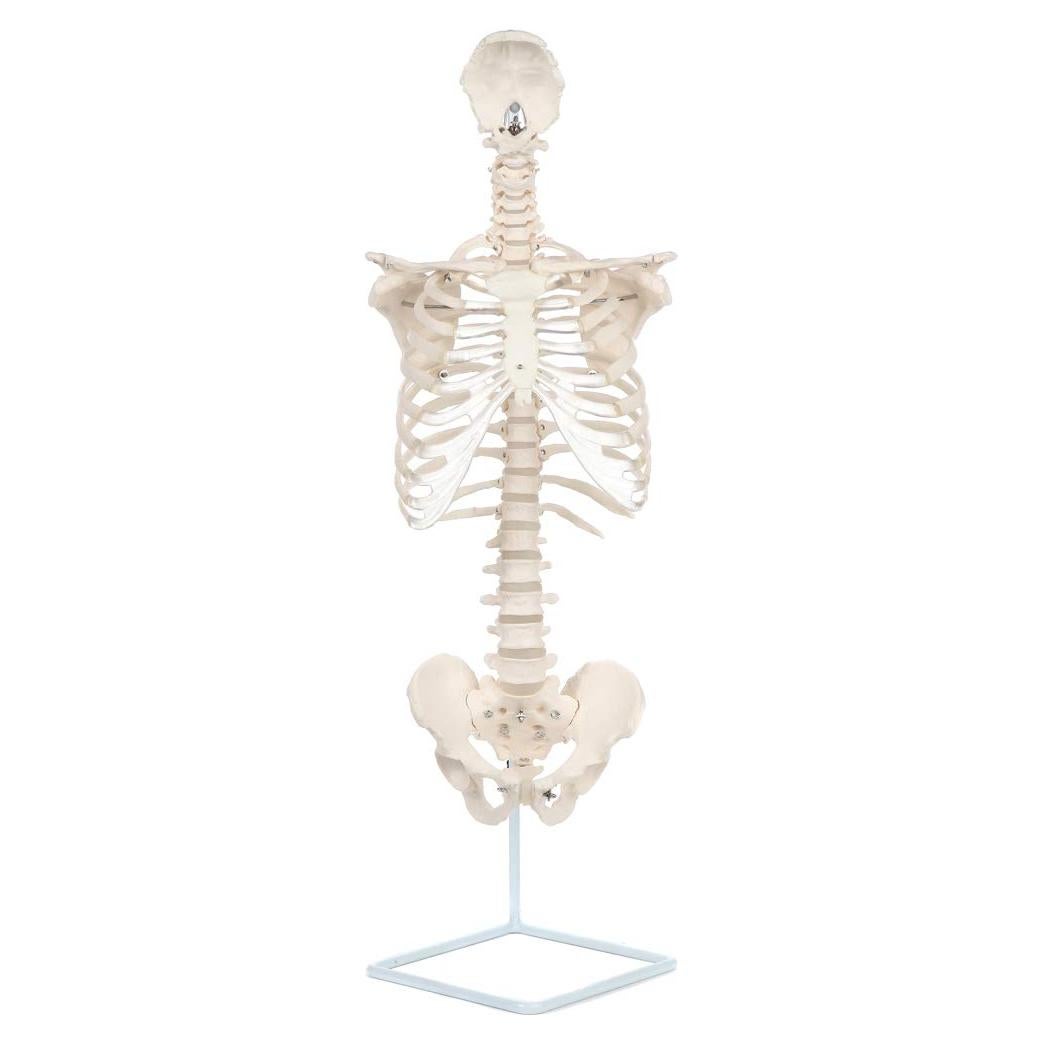 Modelo de Anatomía del Esqueleto Humano Realista Axis Scientific