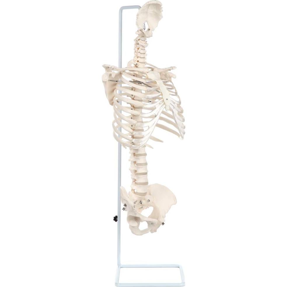 Modelo de Anatomía del Esqueleto Humano Realista Axis Scientific