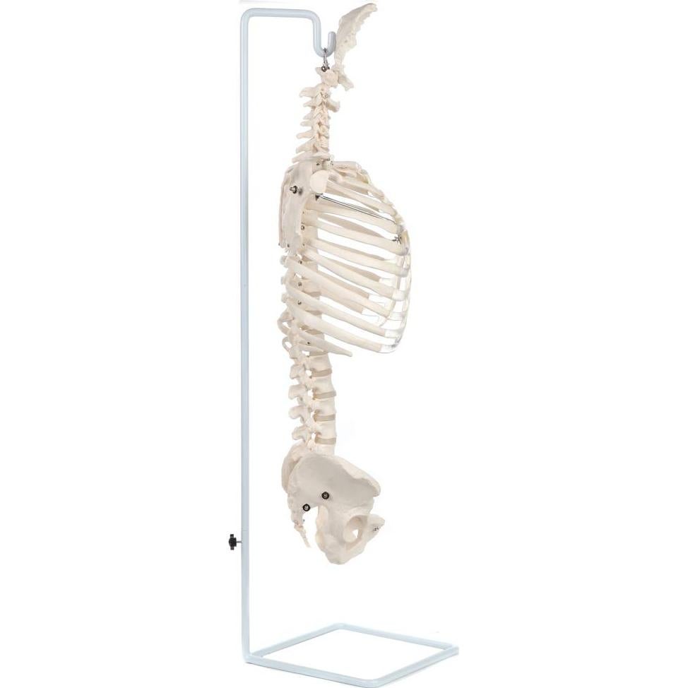 Modelo de Anatomía del Esqueleto Humano Realista Axis Scientific