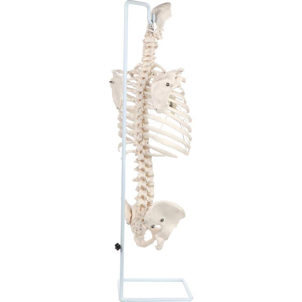 Modelo de Anatomía del Esqueleto Humano Realista Axis Scientific