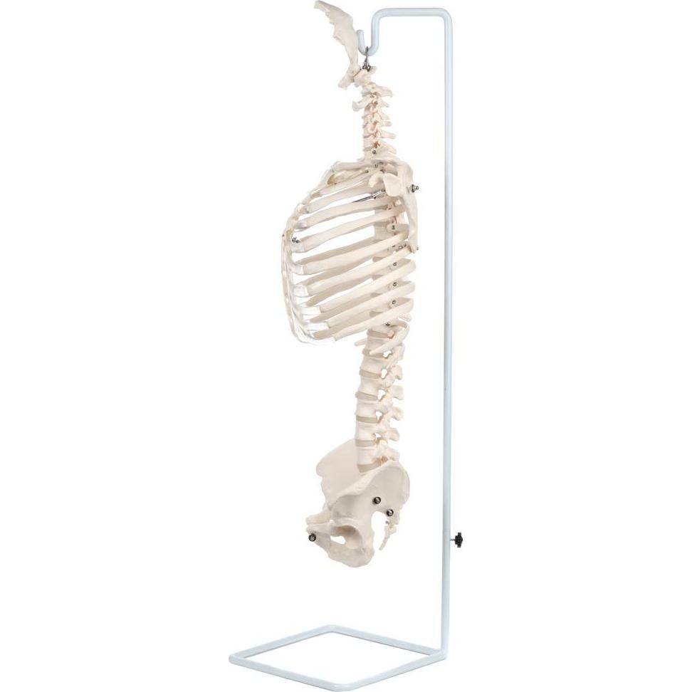 Modelo de Anatomía del Esqueleto Humano Realista Axis Scientific