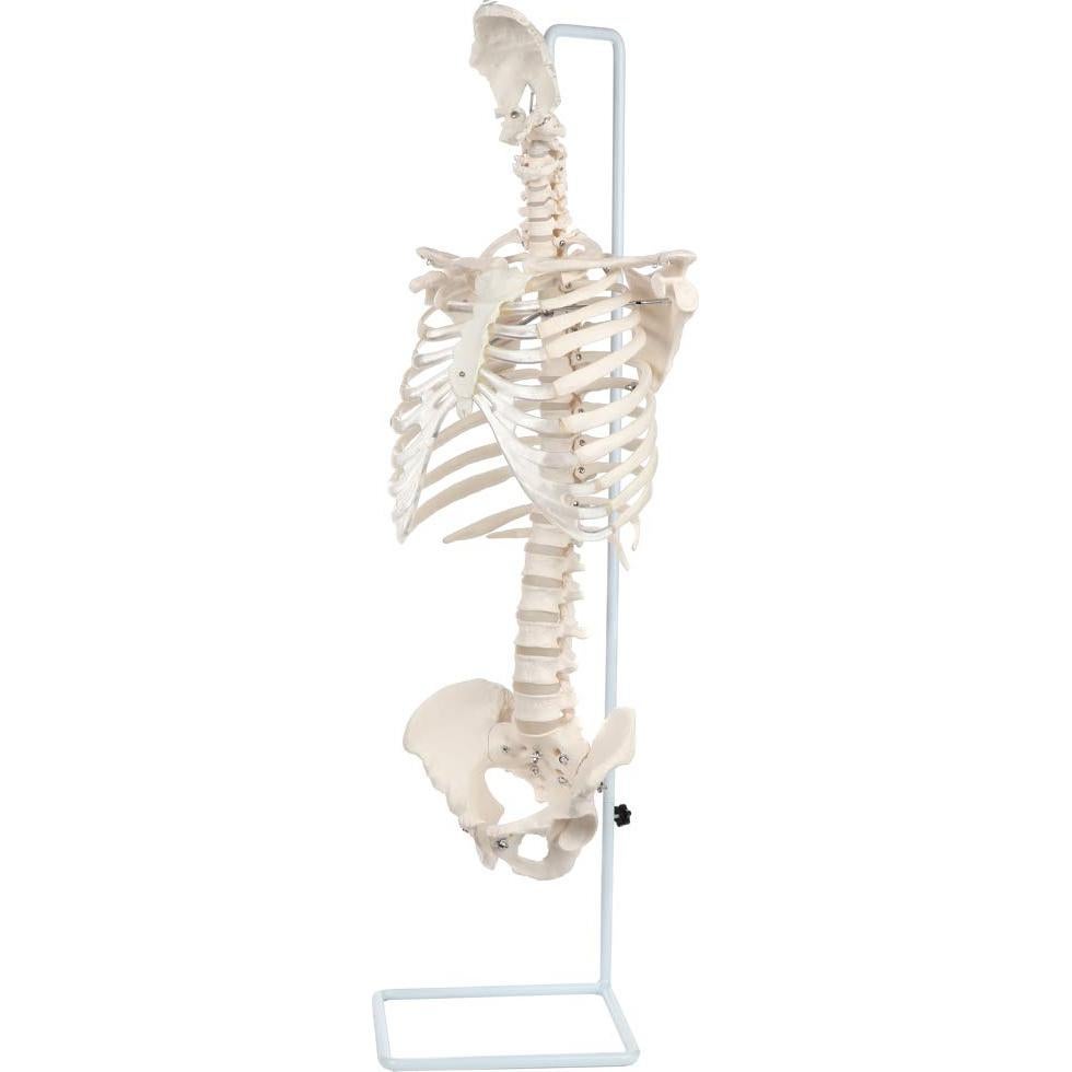 Modelo de Anatomía del Esqueleto Humano Realista Axis Scientific