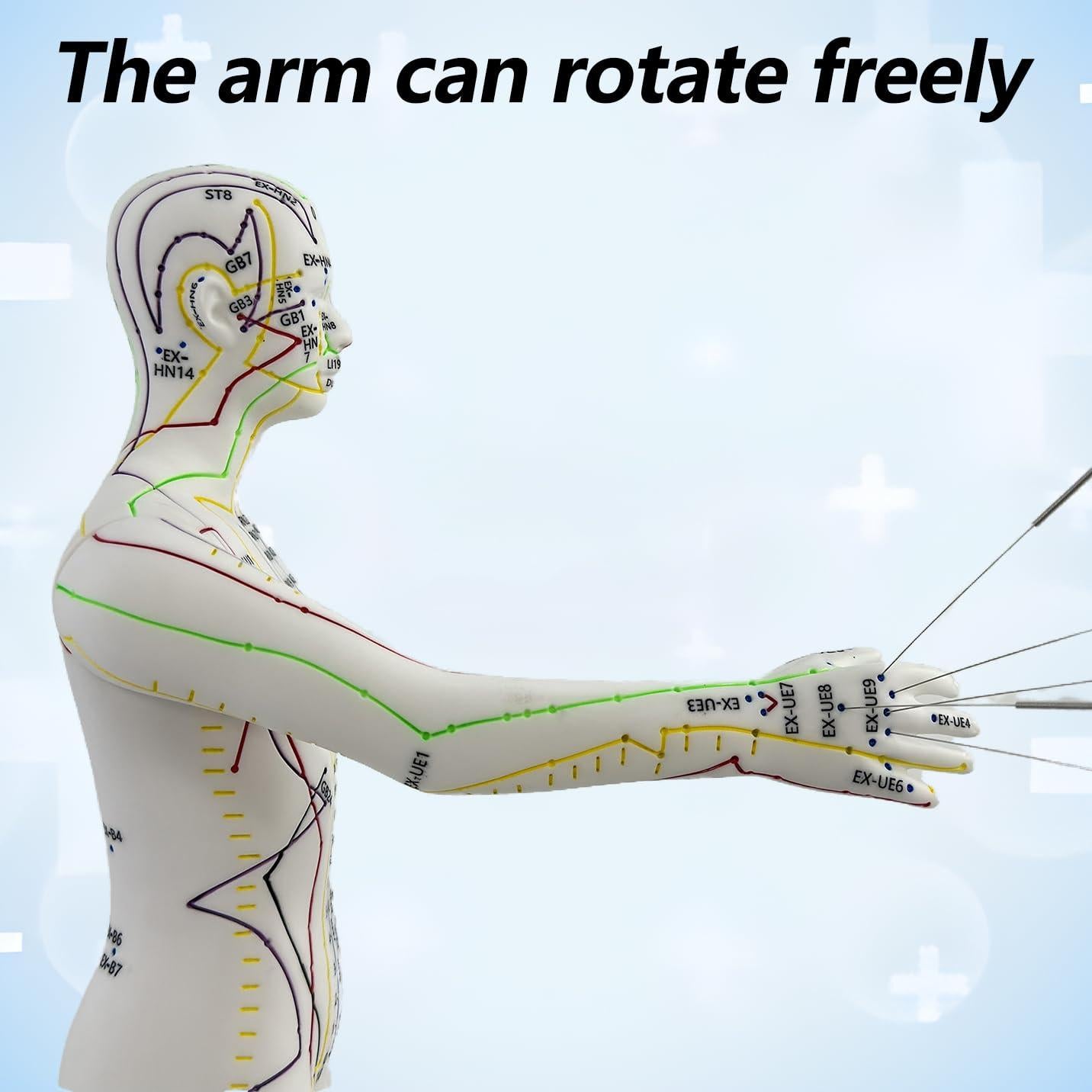 Muñeco de Acupuntura 1/3 XDKHAEA con Puntos Educativos