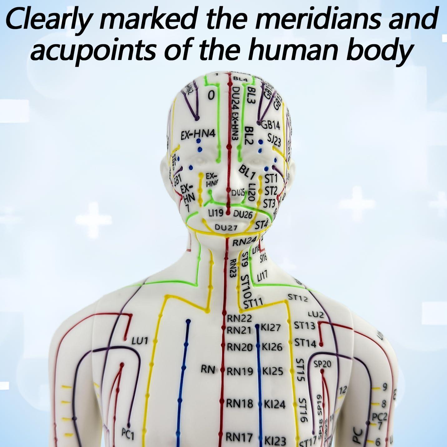 Muñeco de Acupuntura 1/3 XDKHAEA con Puntos Educativos