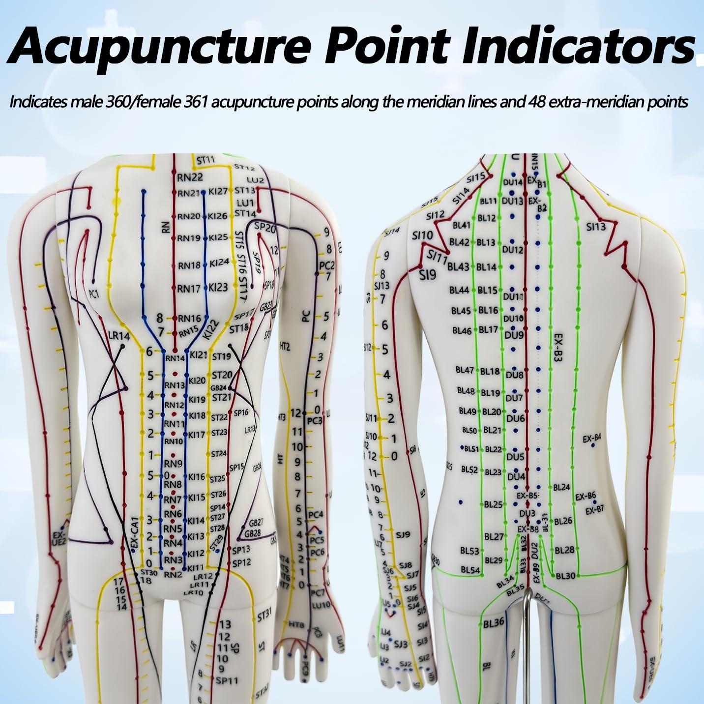 Muñeco de Acupuntura 1/3 XDKHAEA con Puntos Educativos